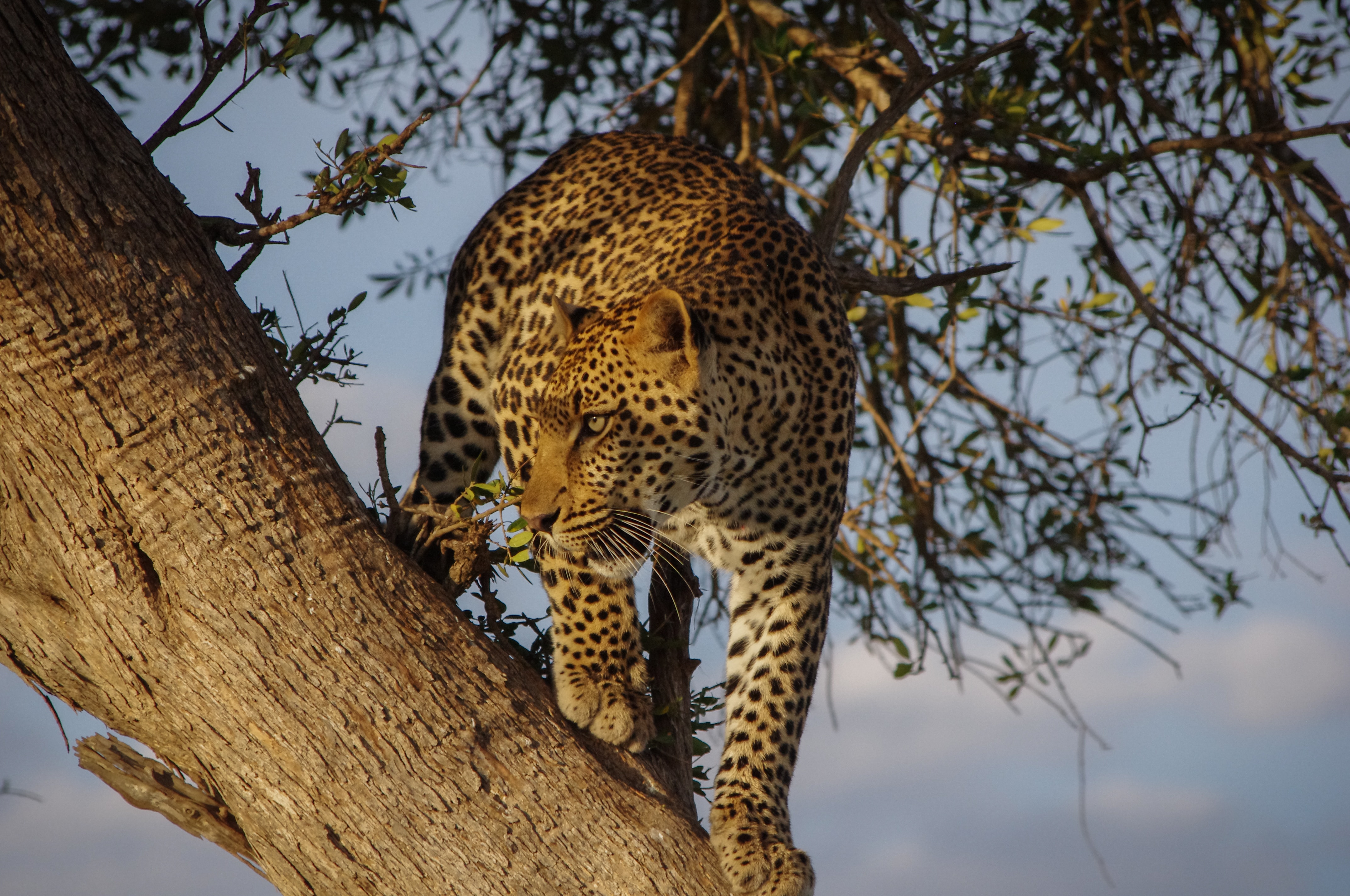 Jaguar on tree