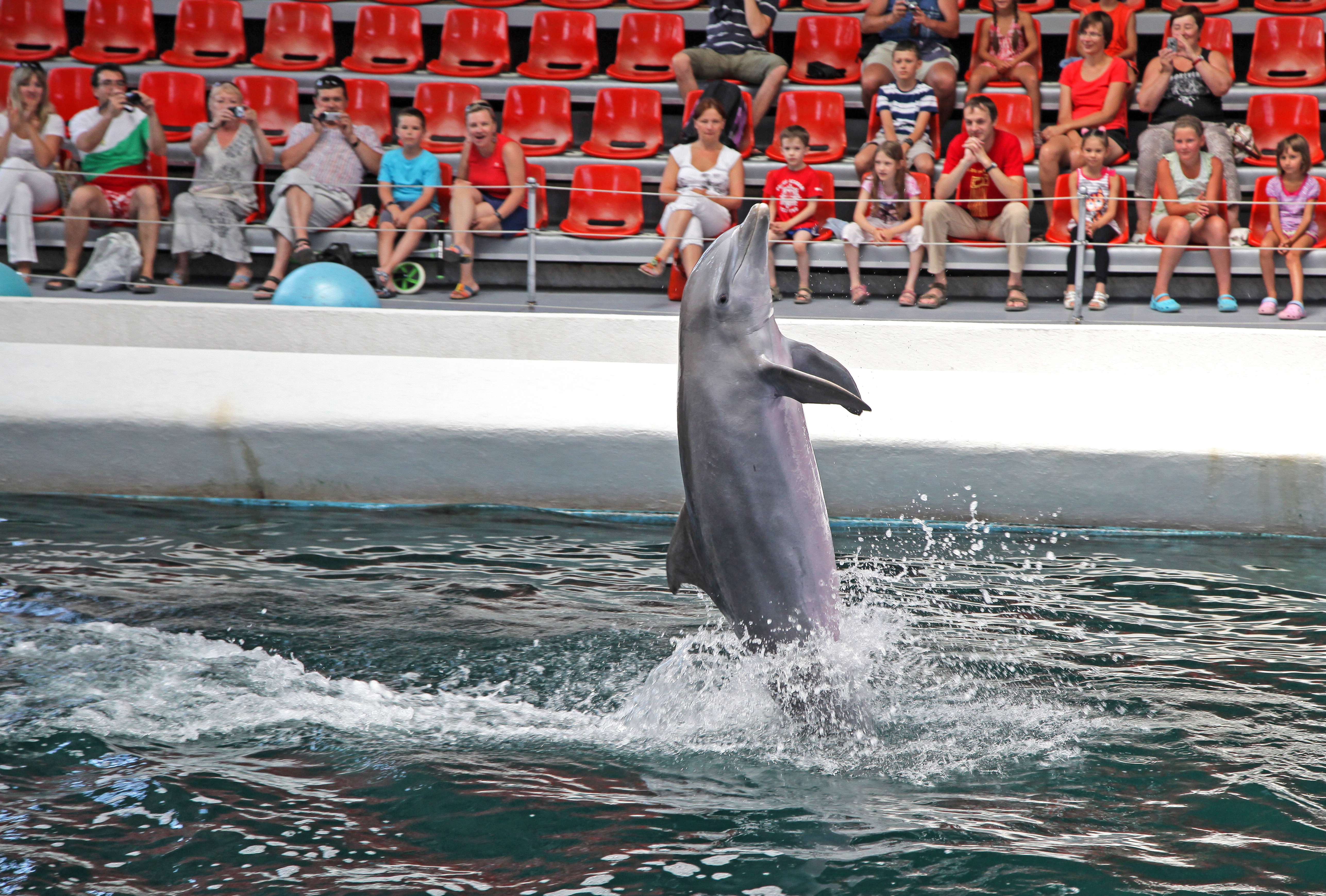 dolphin performing at Varna dolphinarium