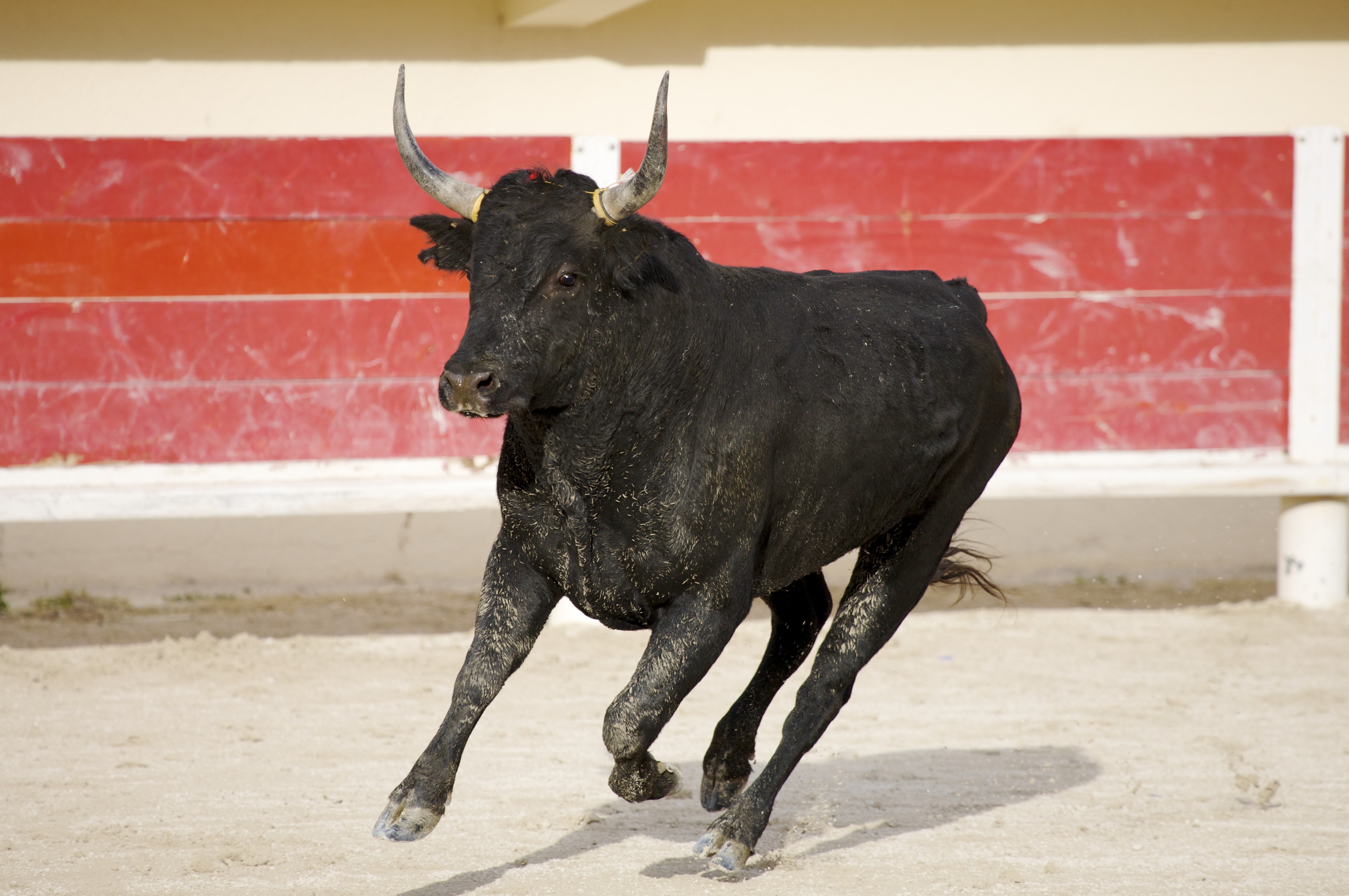 bull in bullfighting arena