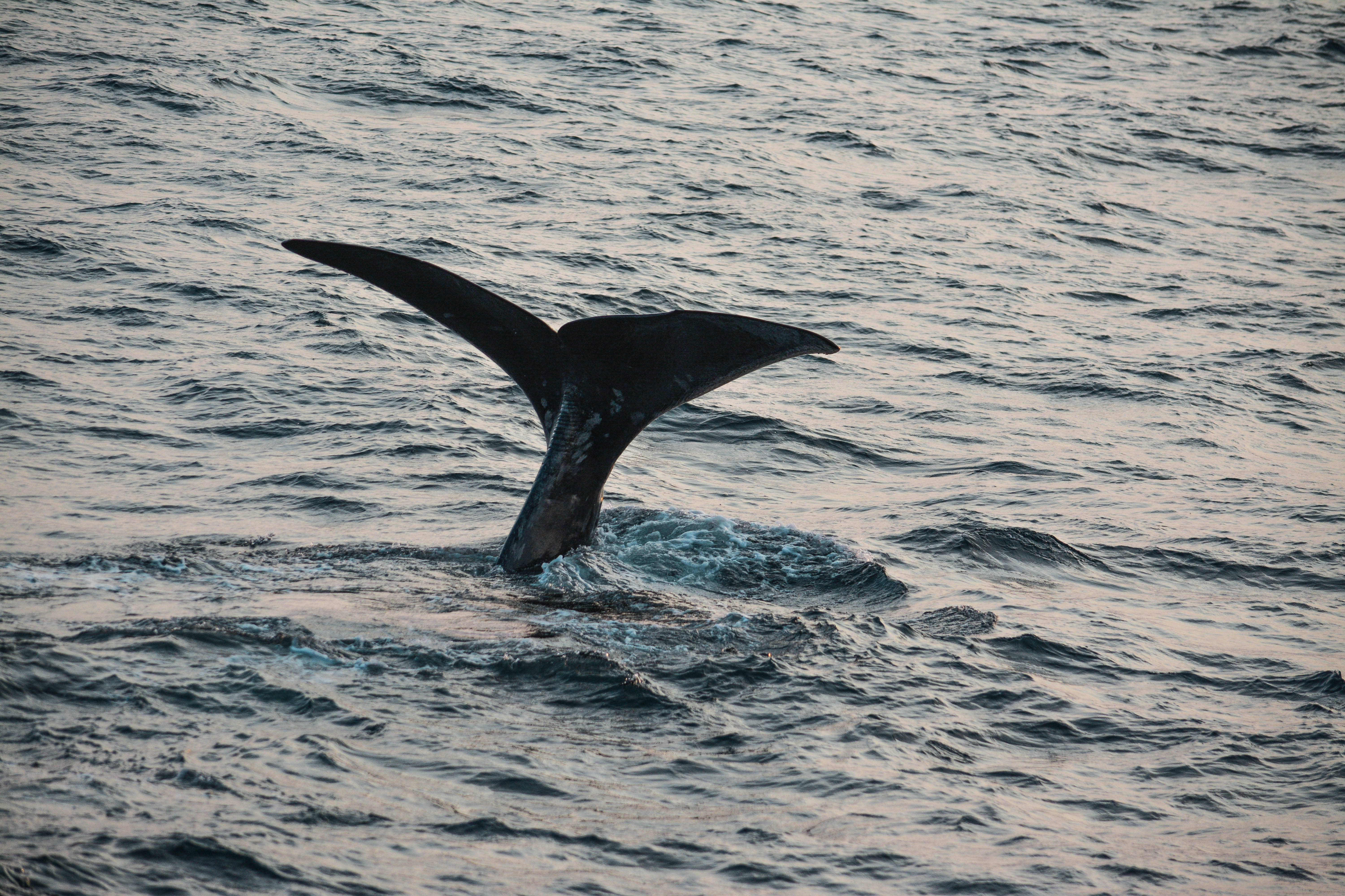 Whale Tail in the Ocean