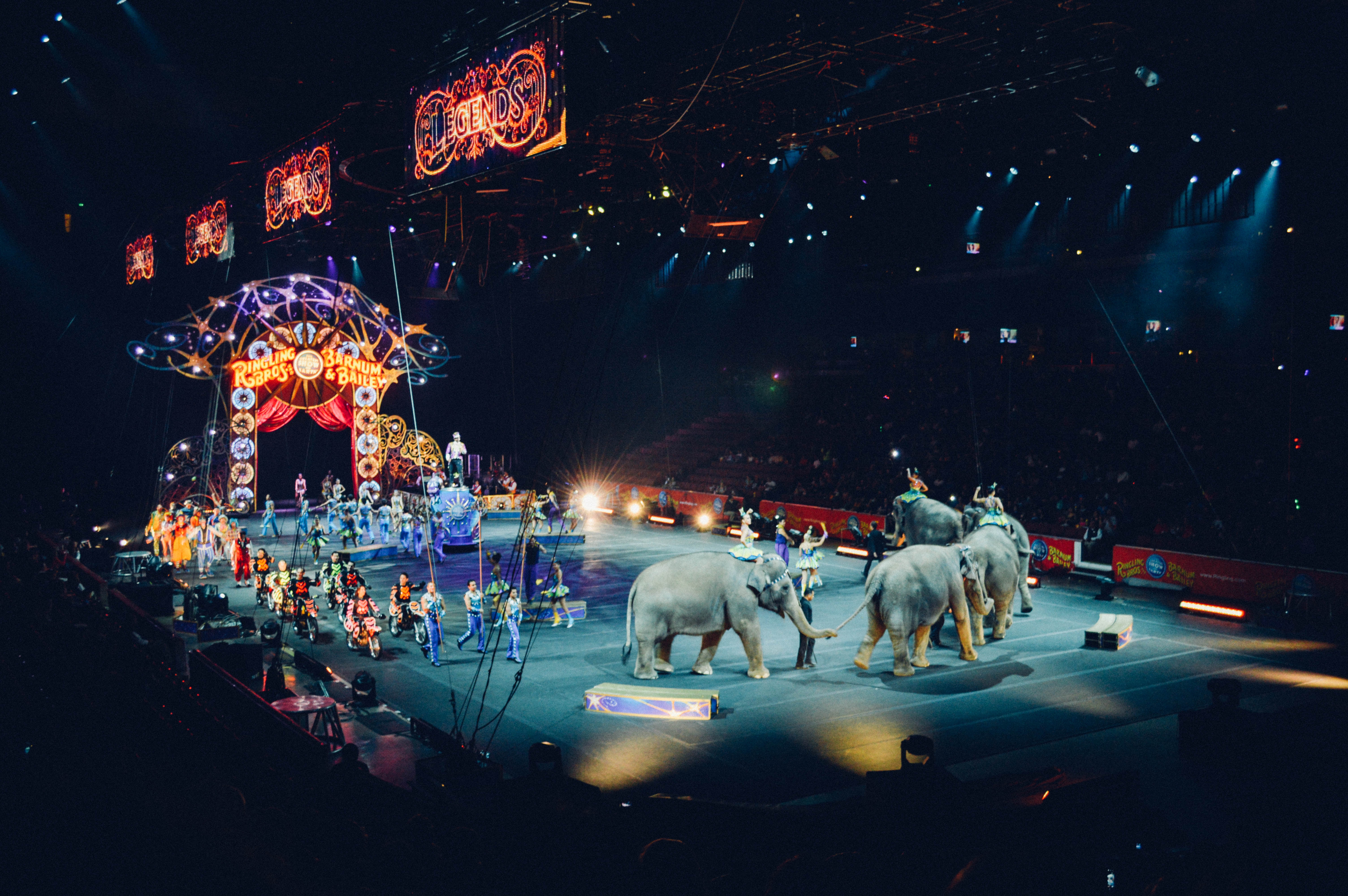 Elephants Performing in Circus