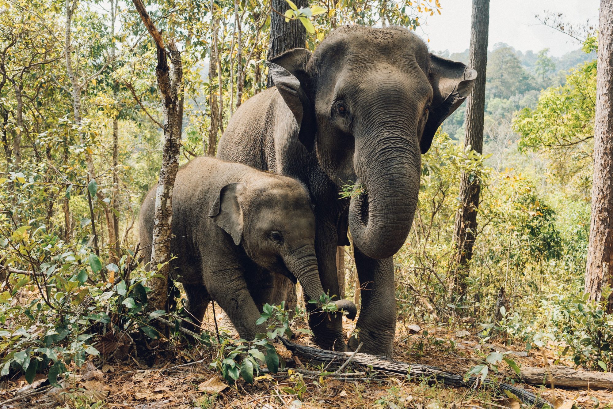 Elephant Mother and Child