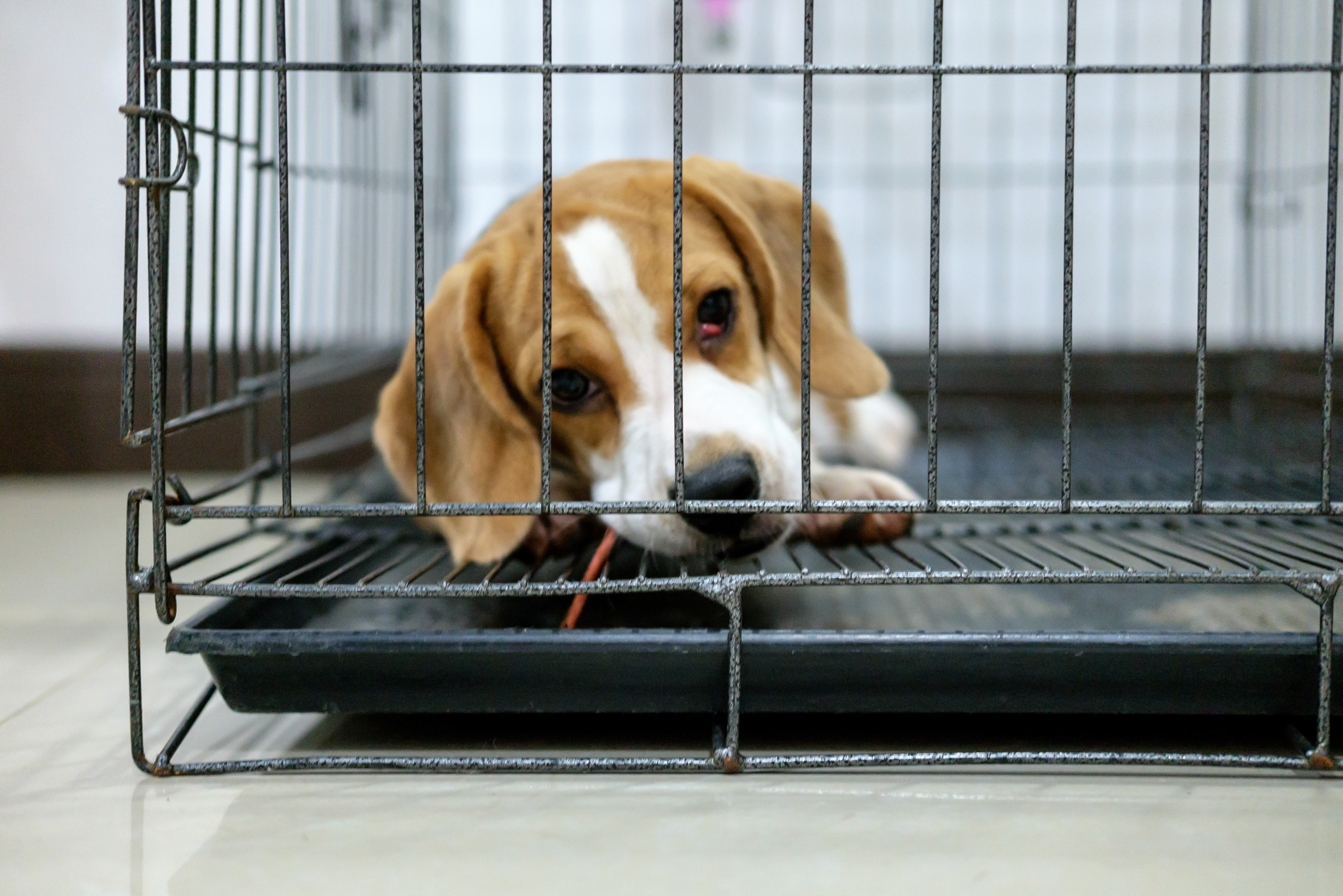sad, sick beagle in cage