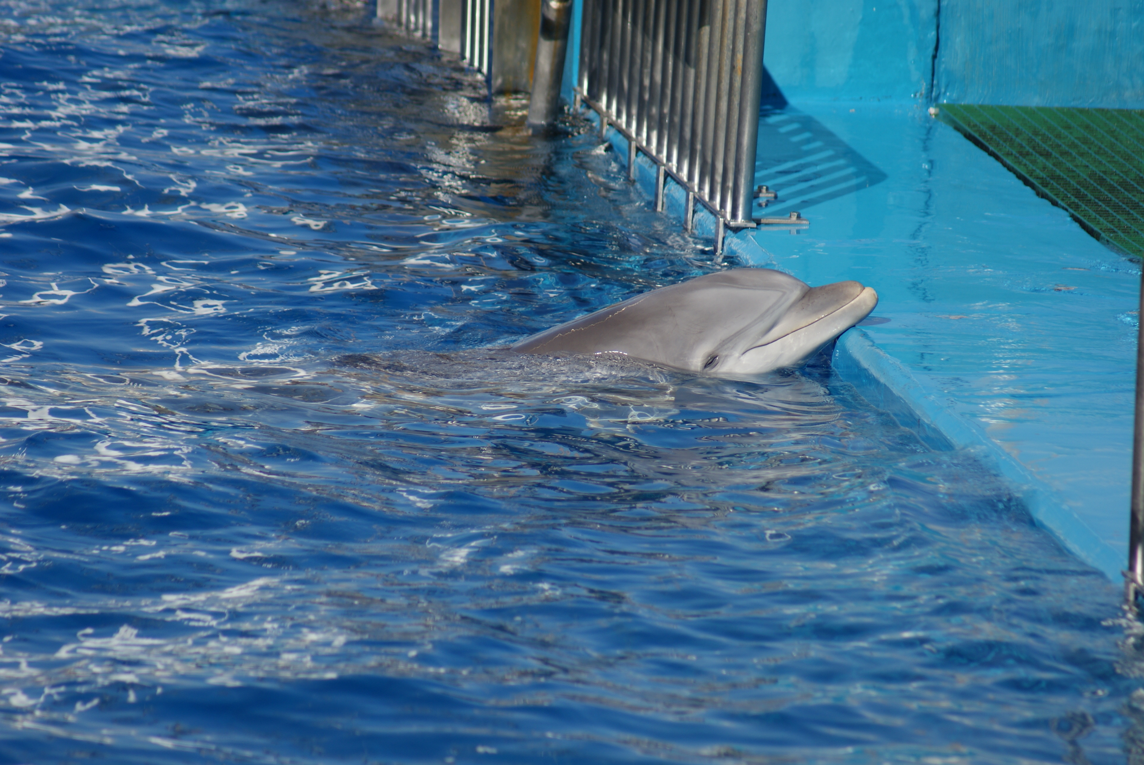 Captive dolphin