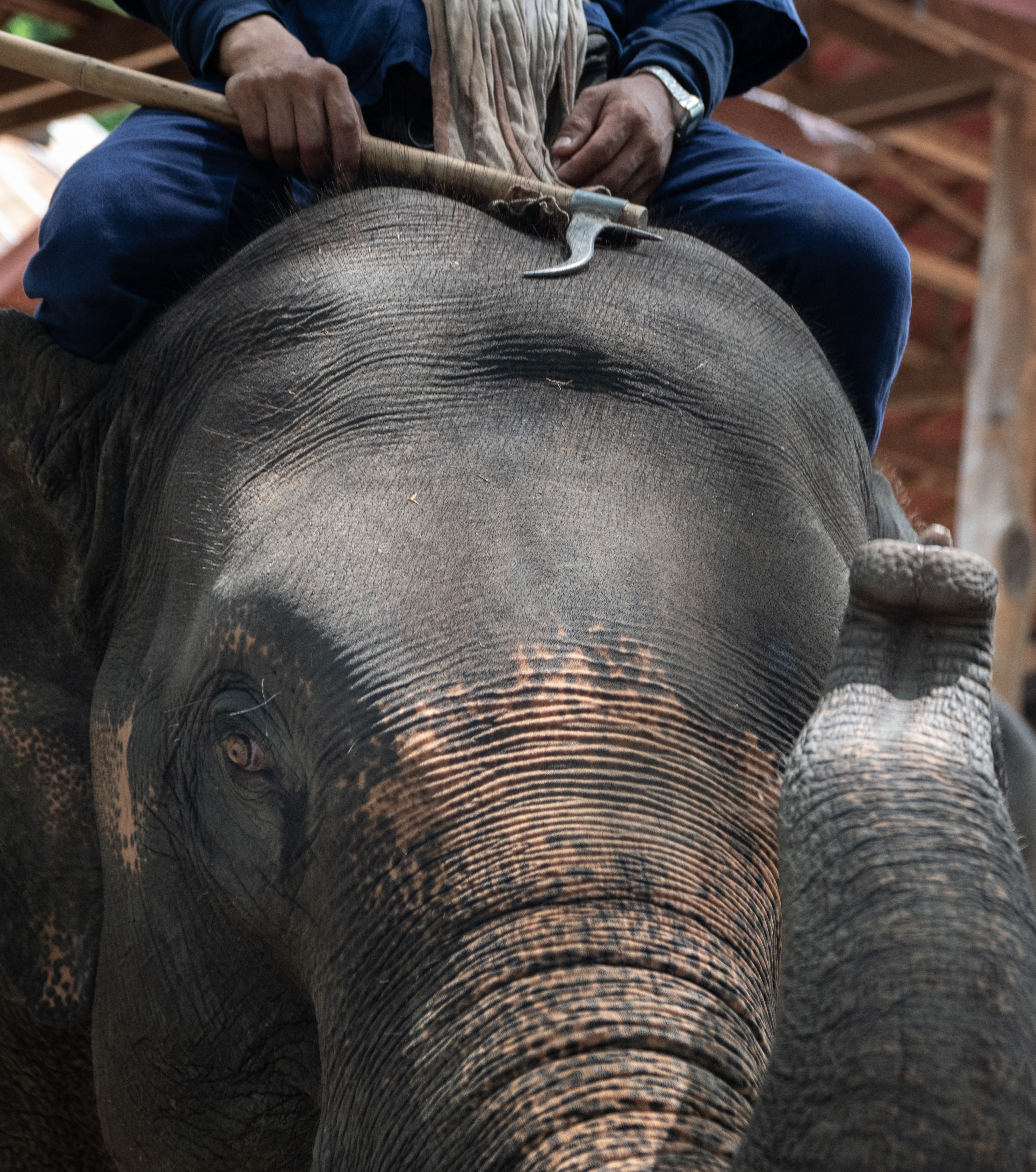 Bullhook on elephant's head in the Maesa elephant camp