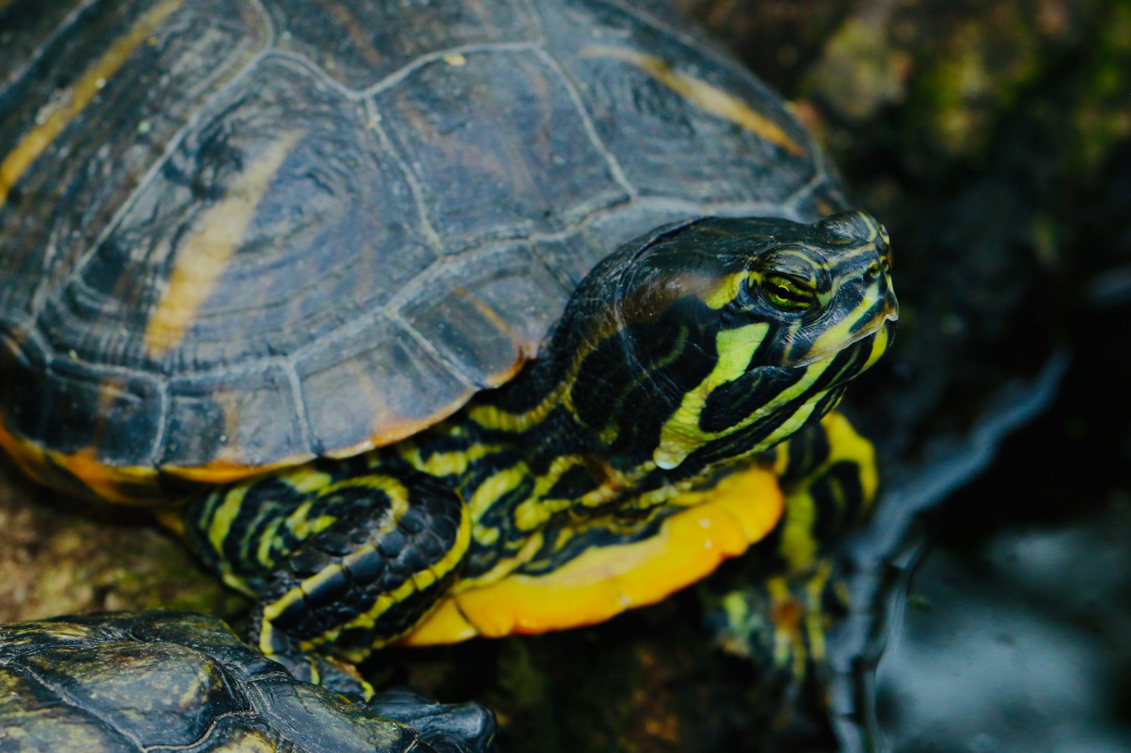 Closeup of Turtle