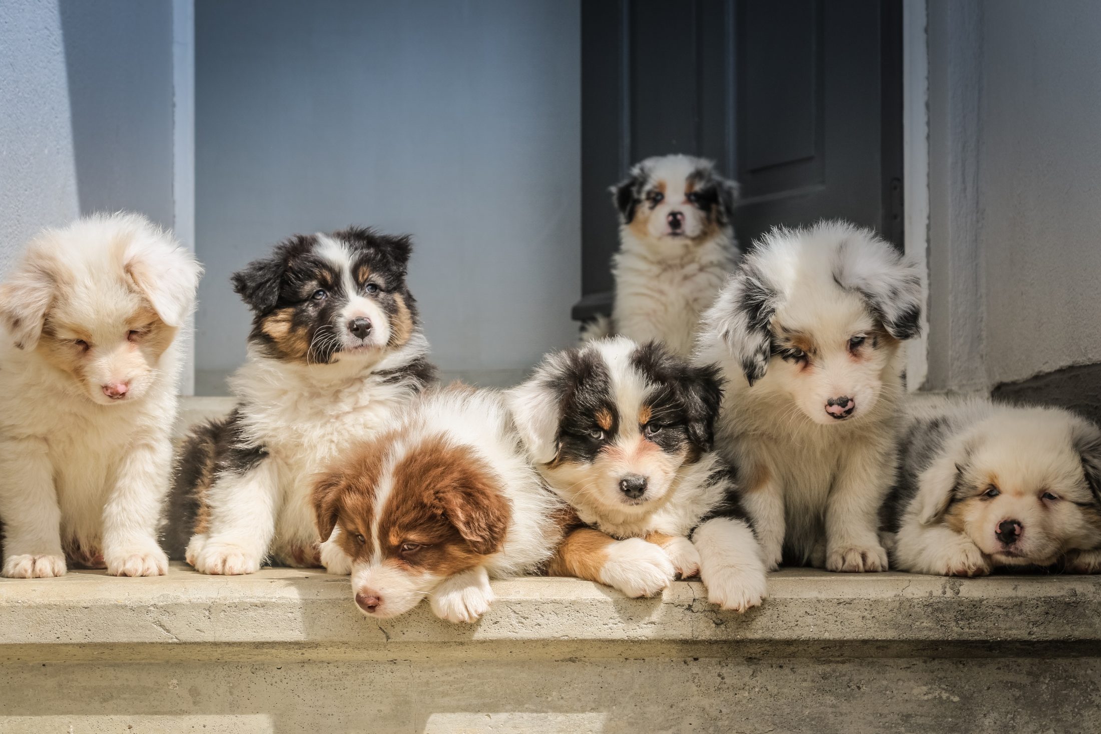 Puppy Group