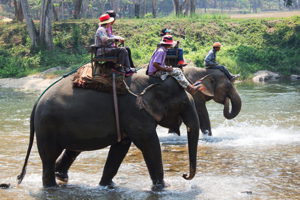 Petition: Tell CBS Not to Promote Elephant Riding in their Television Shows! - One Green Planet