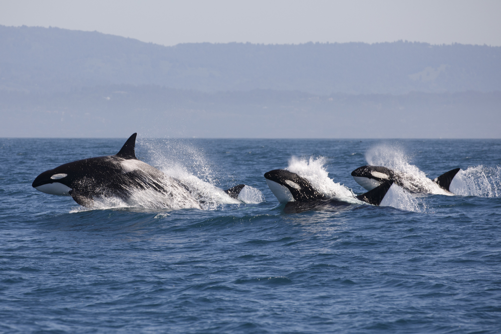 Following Major International Outcry Marine Mammals Freed From