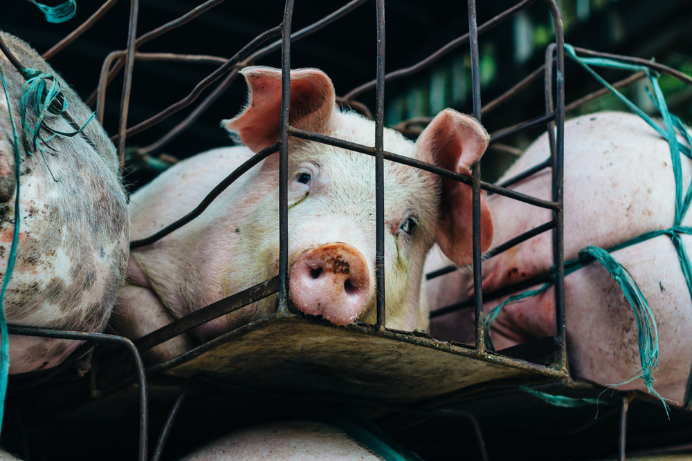 Pigs suffering in slaughterhouse