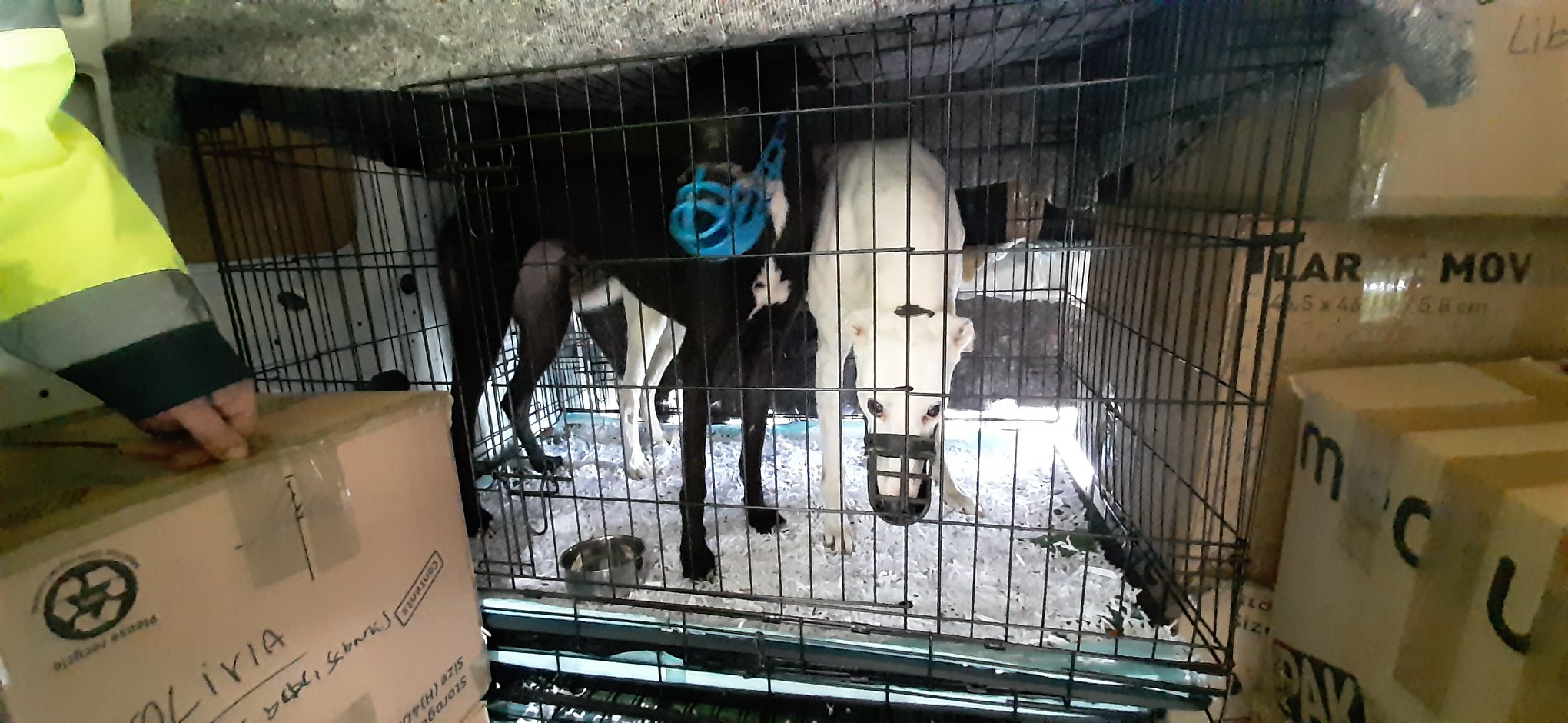 Greyhounds in crates in van