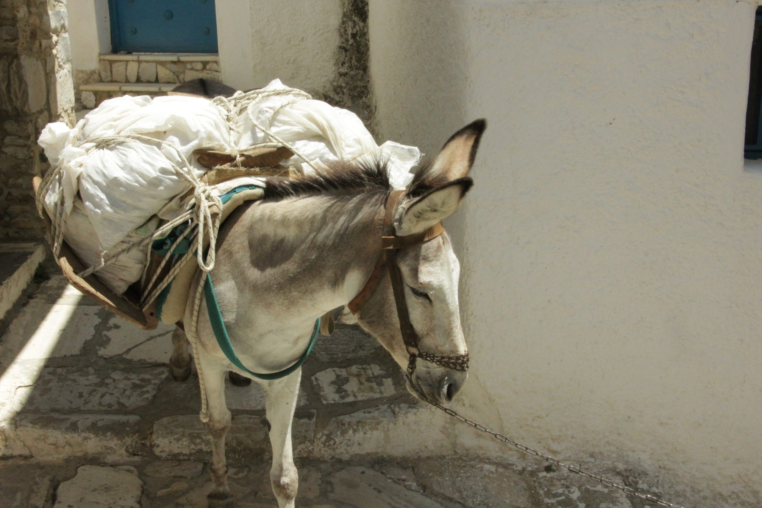 Donkey in Greece