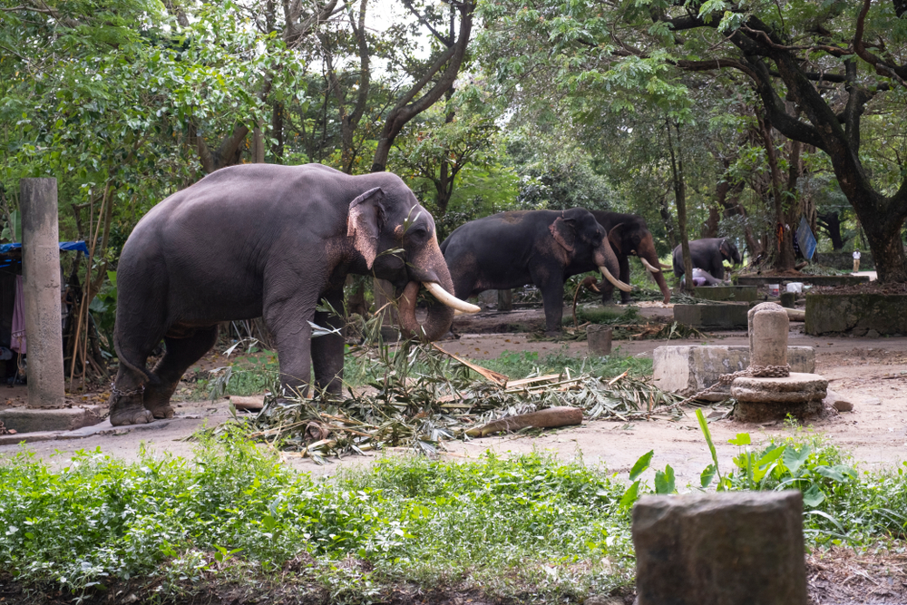 Elephants at Guruvayur Temple