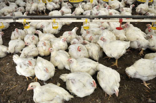 Chickens on Factory Farm