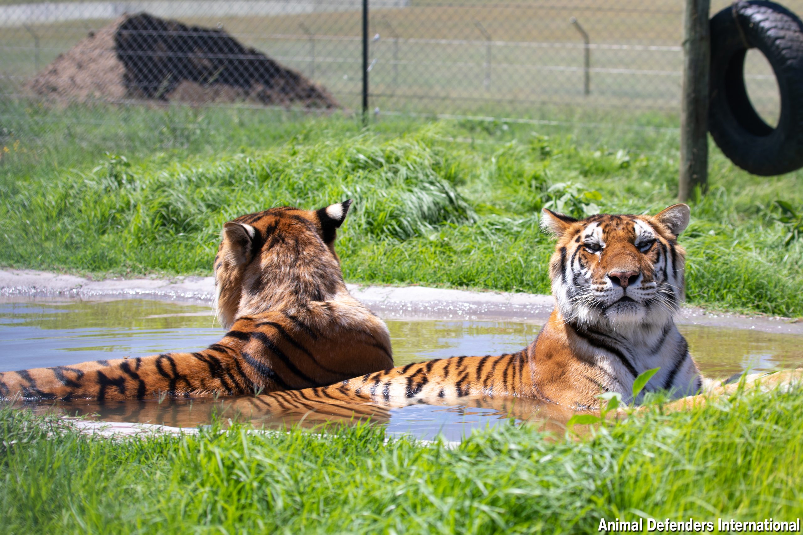 Tigers in pool at ADI Wildlife Sanctuary