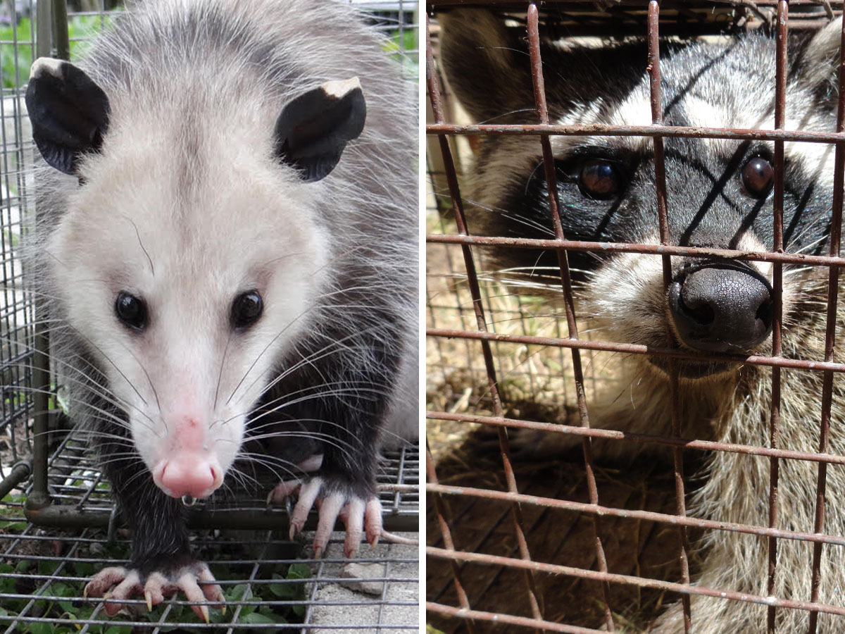 Caged Possum and Raccoon