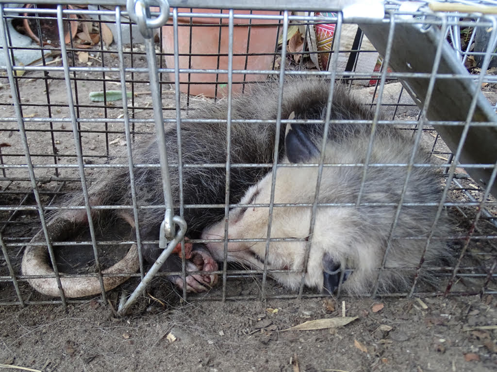 Possum in cage