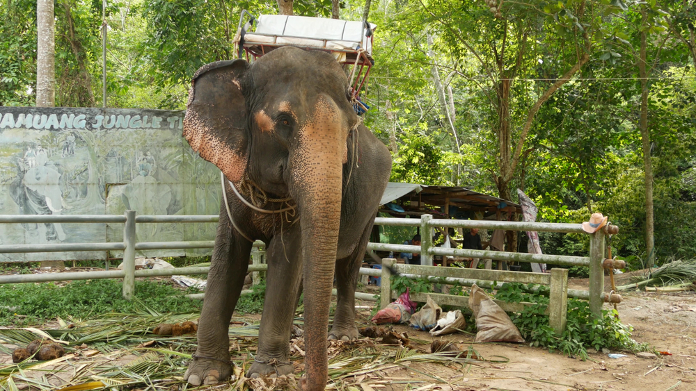Captive elephant forced to give rides