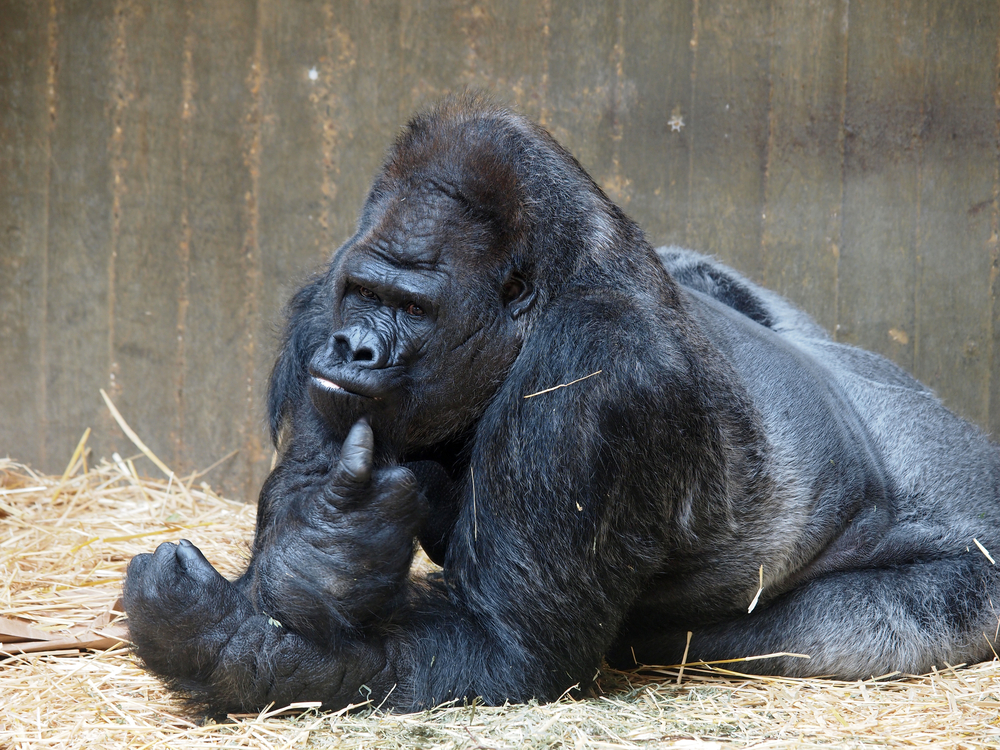 Gorilla at Krefeld zoo