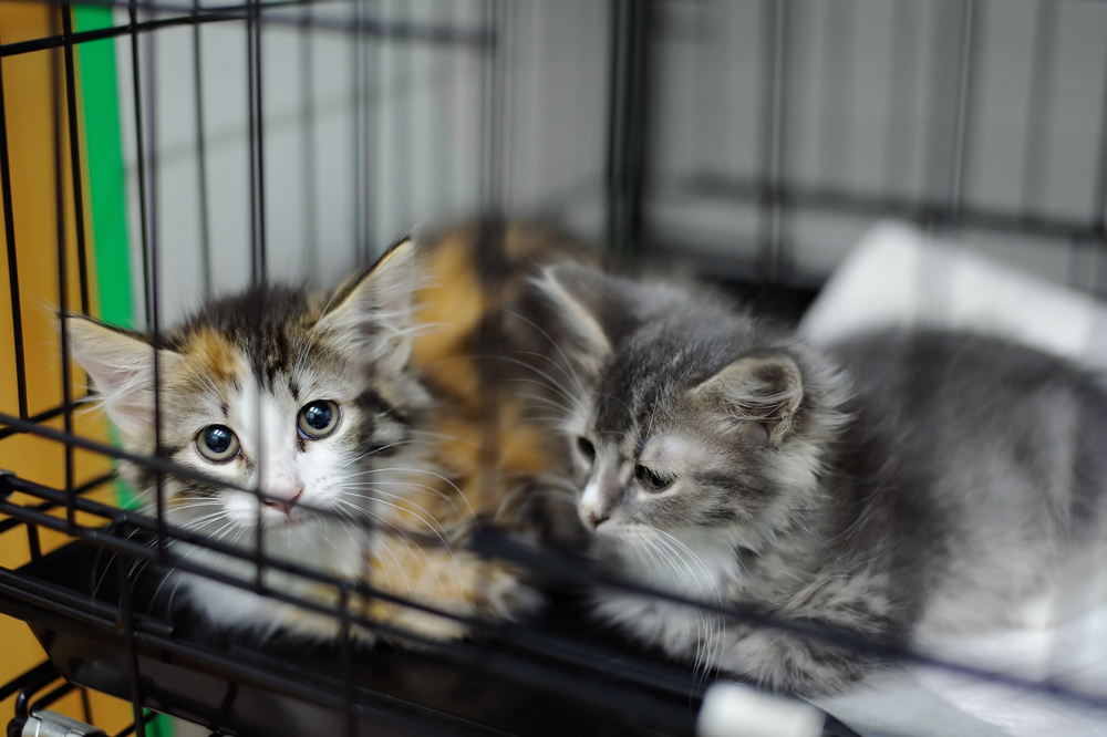 Kittens in Cage