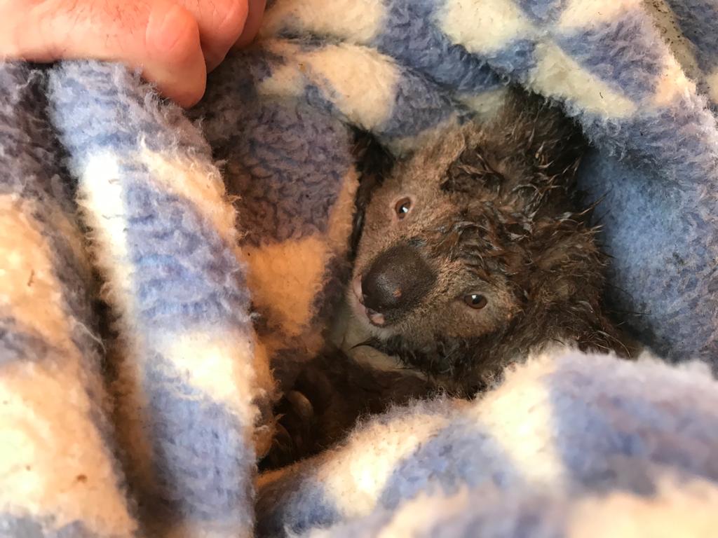 Injured baby koala