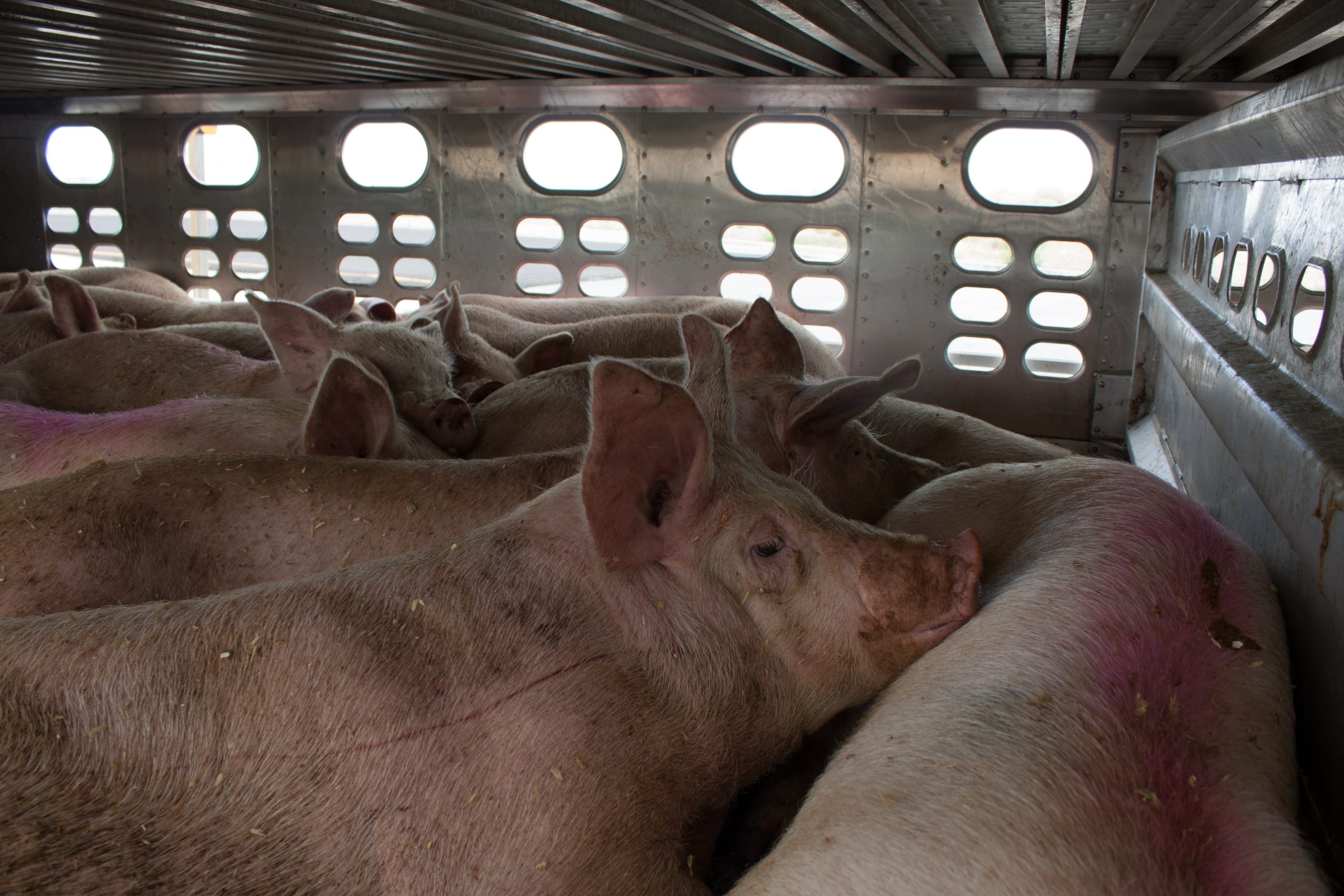 Pigs in Truck