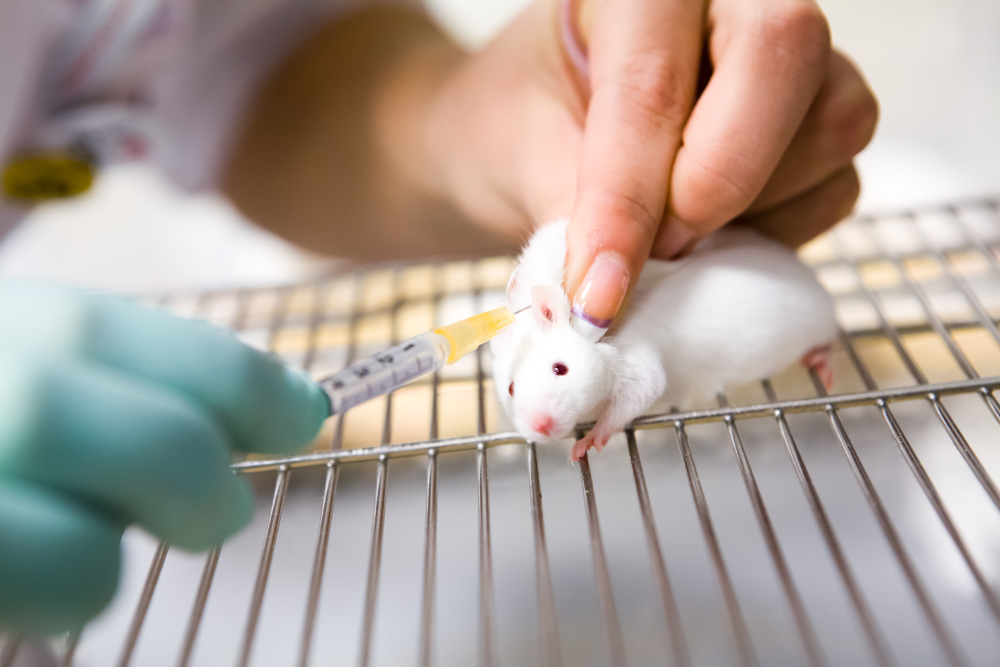 mouse being injected in lab