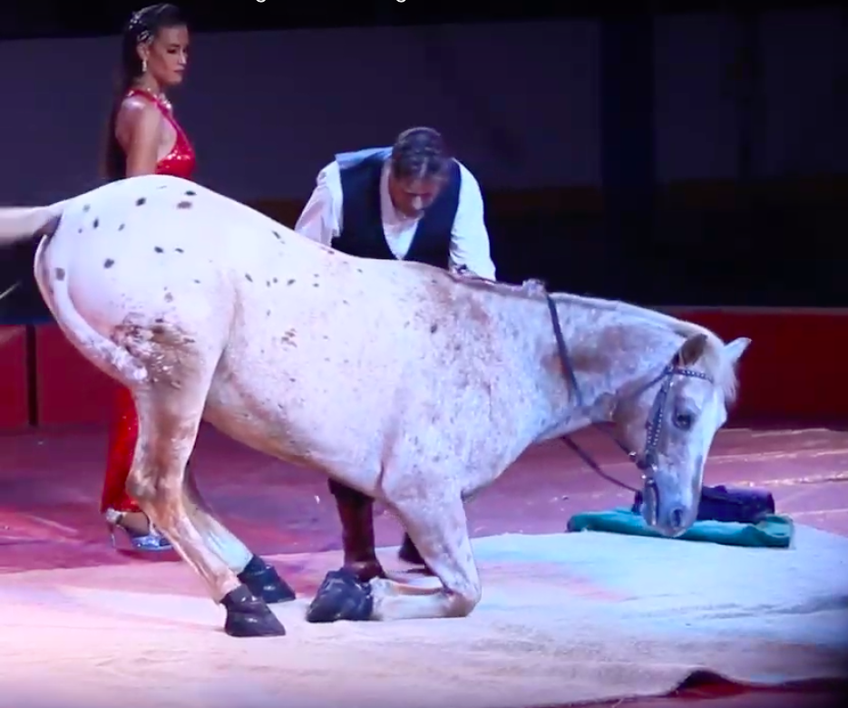 Distressed horse at circus