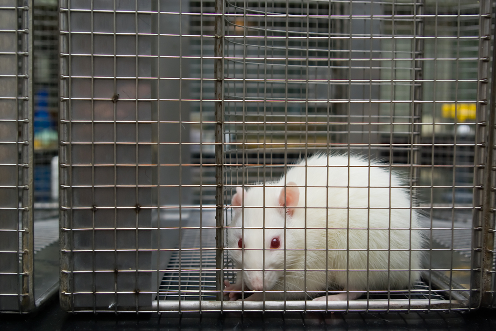 rat in lab