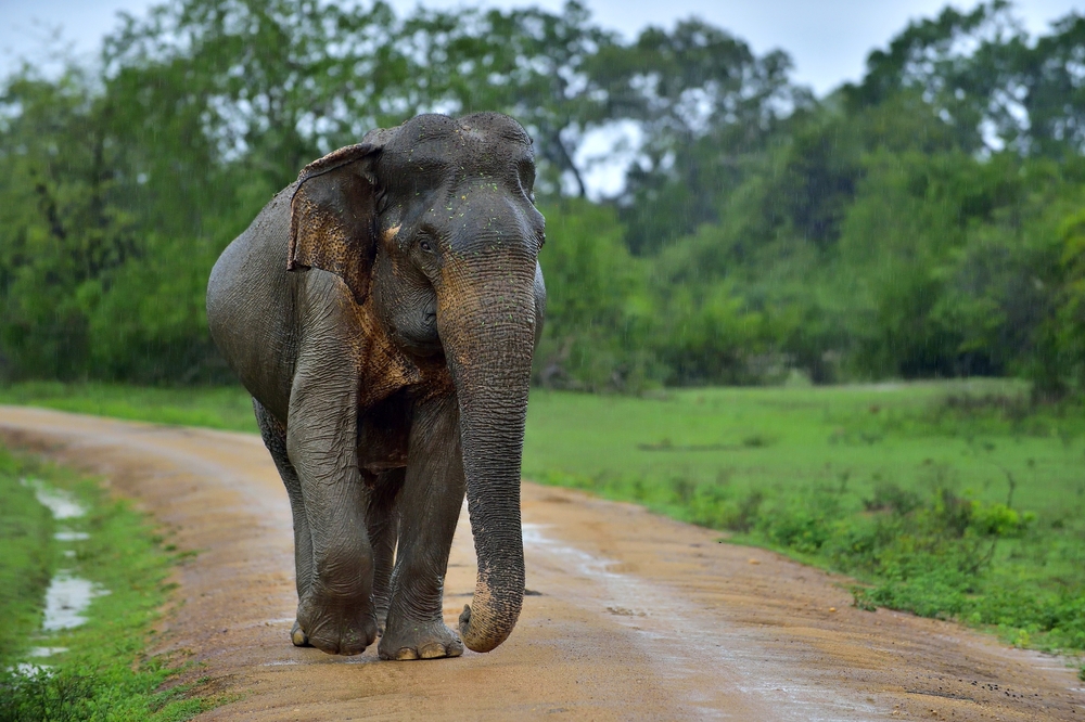 elephant on road