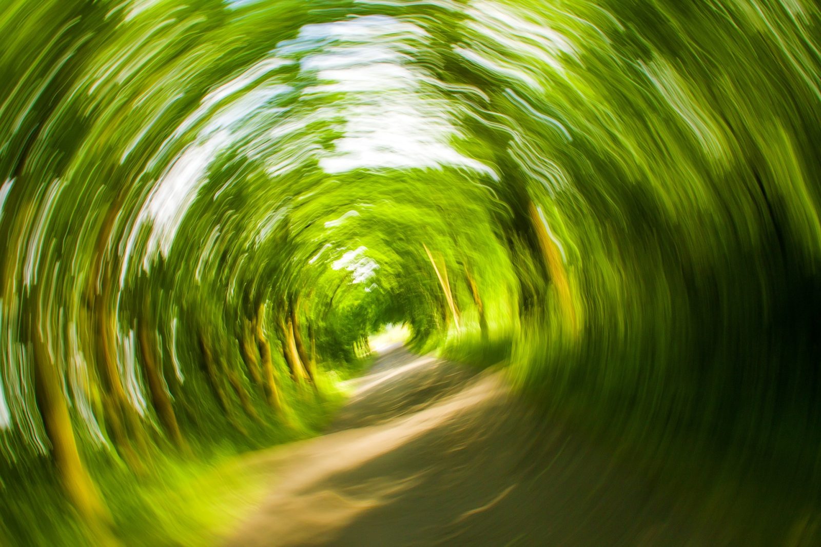 Path of trees spinning dizzy