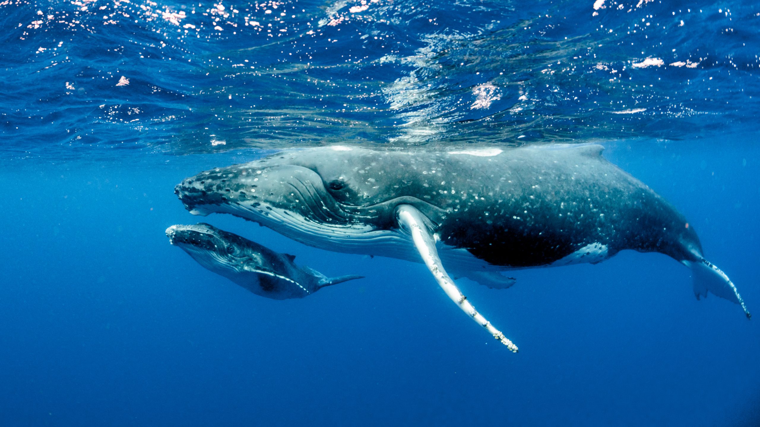 Whales are Communicating More in Quieter Oceans During Pandemic - One Green  Planet