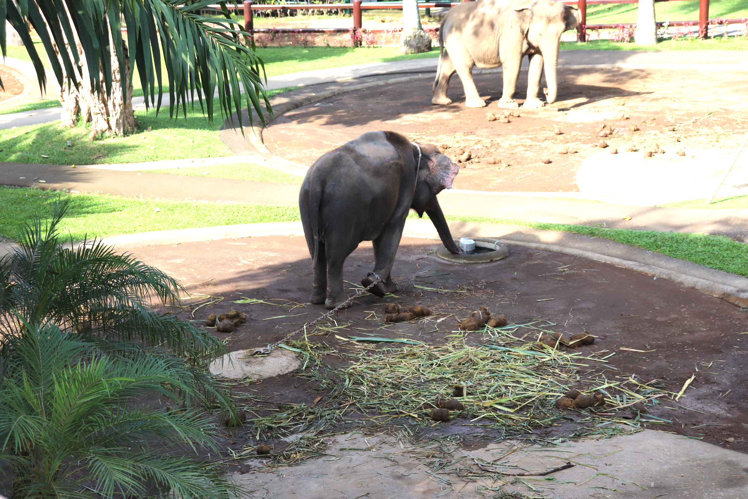 Elephant in the Park