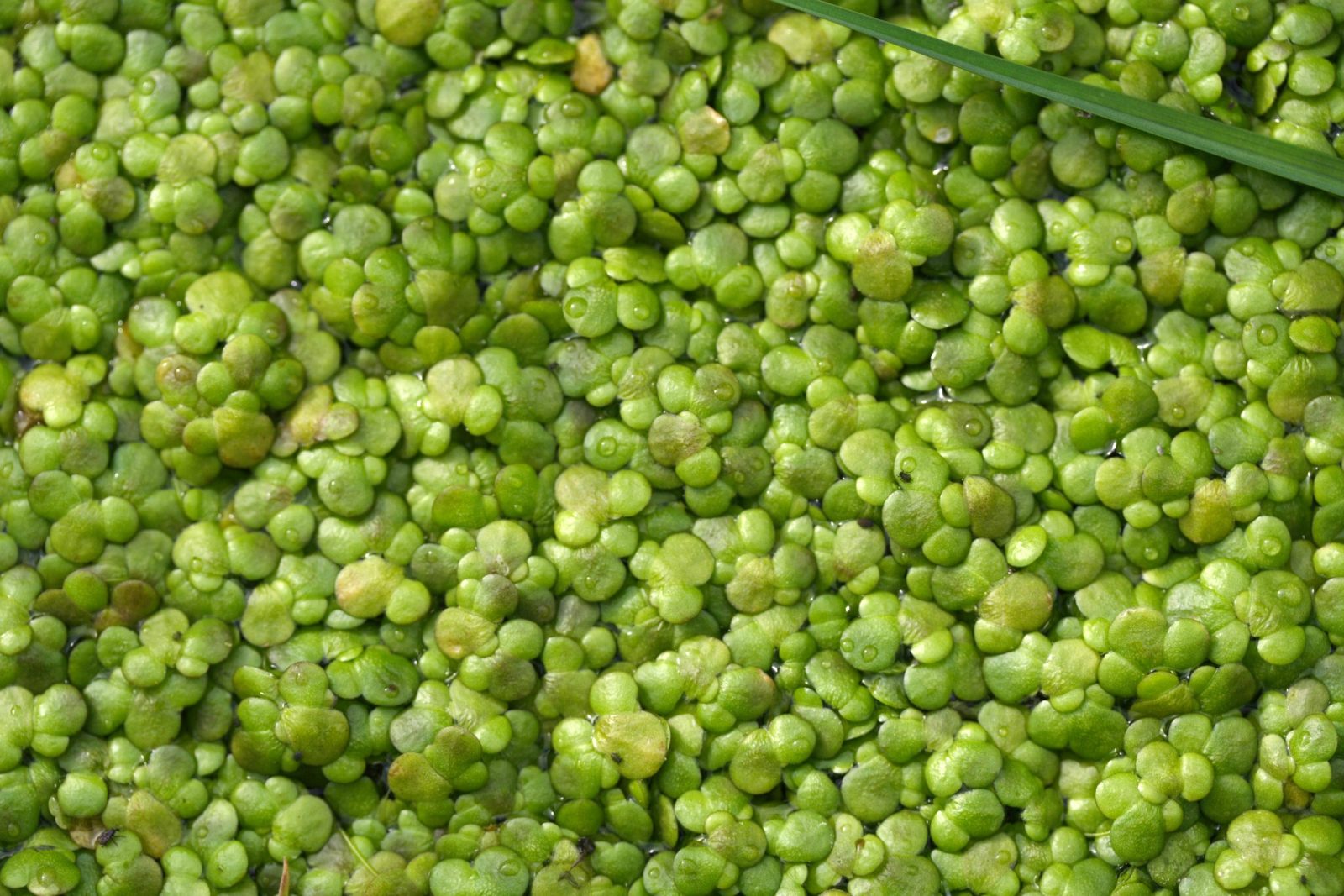 green water lentil