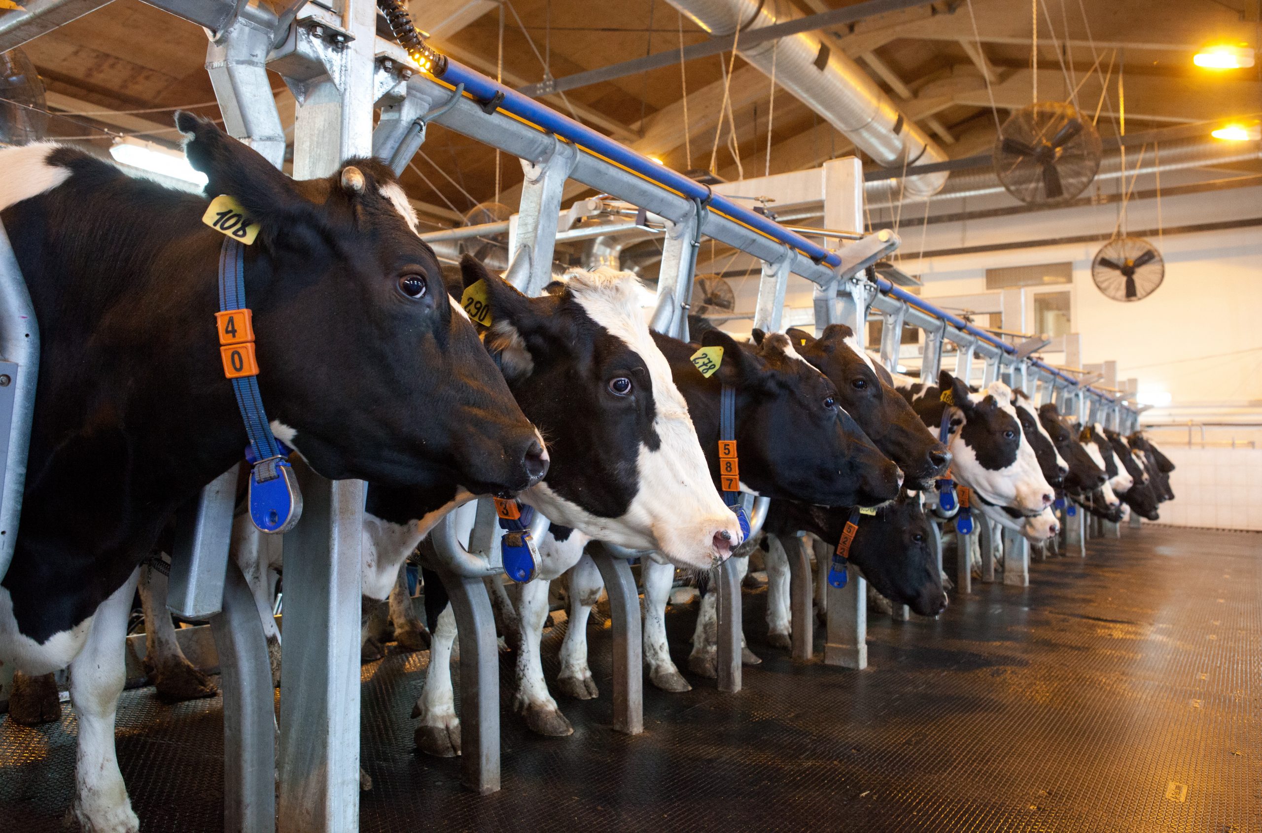 cows in factory farm