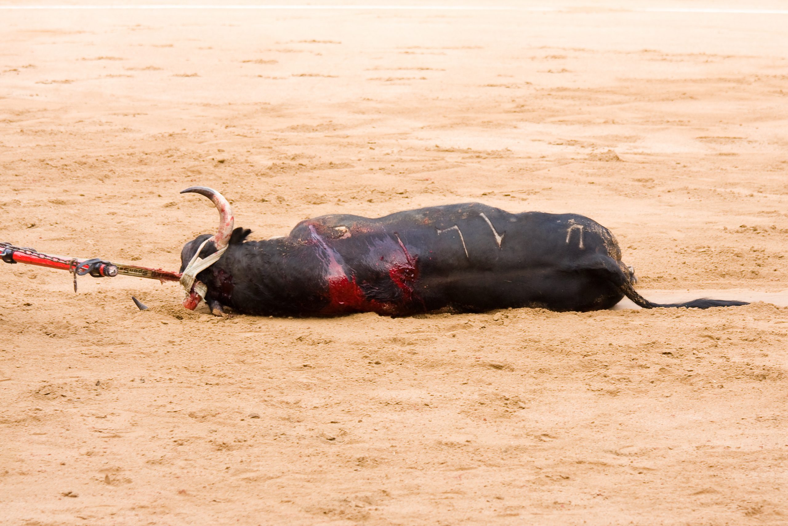 bull at bullfight