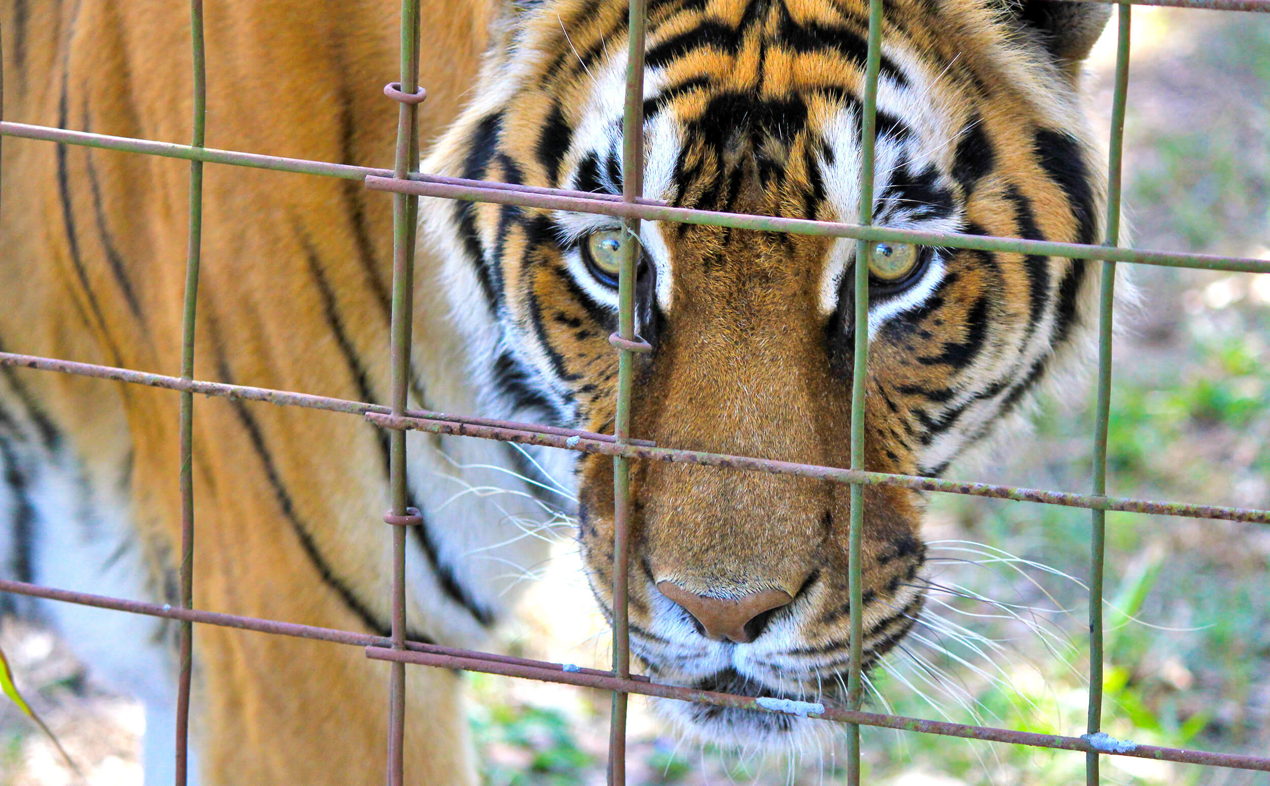 Caged Tiger.