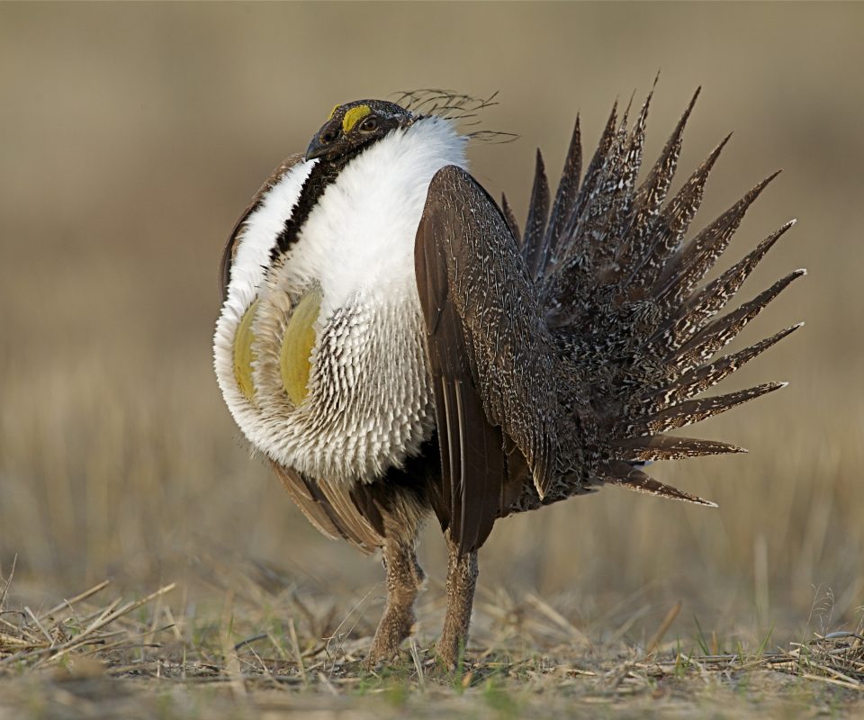 Habitat of Local Sage-Grouse Bird Under Threat Due to Kanye West’s Ranch Expansion in Wyoming