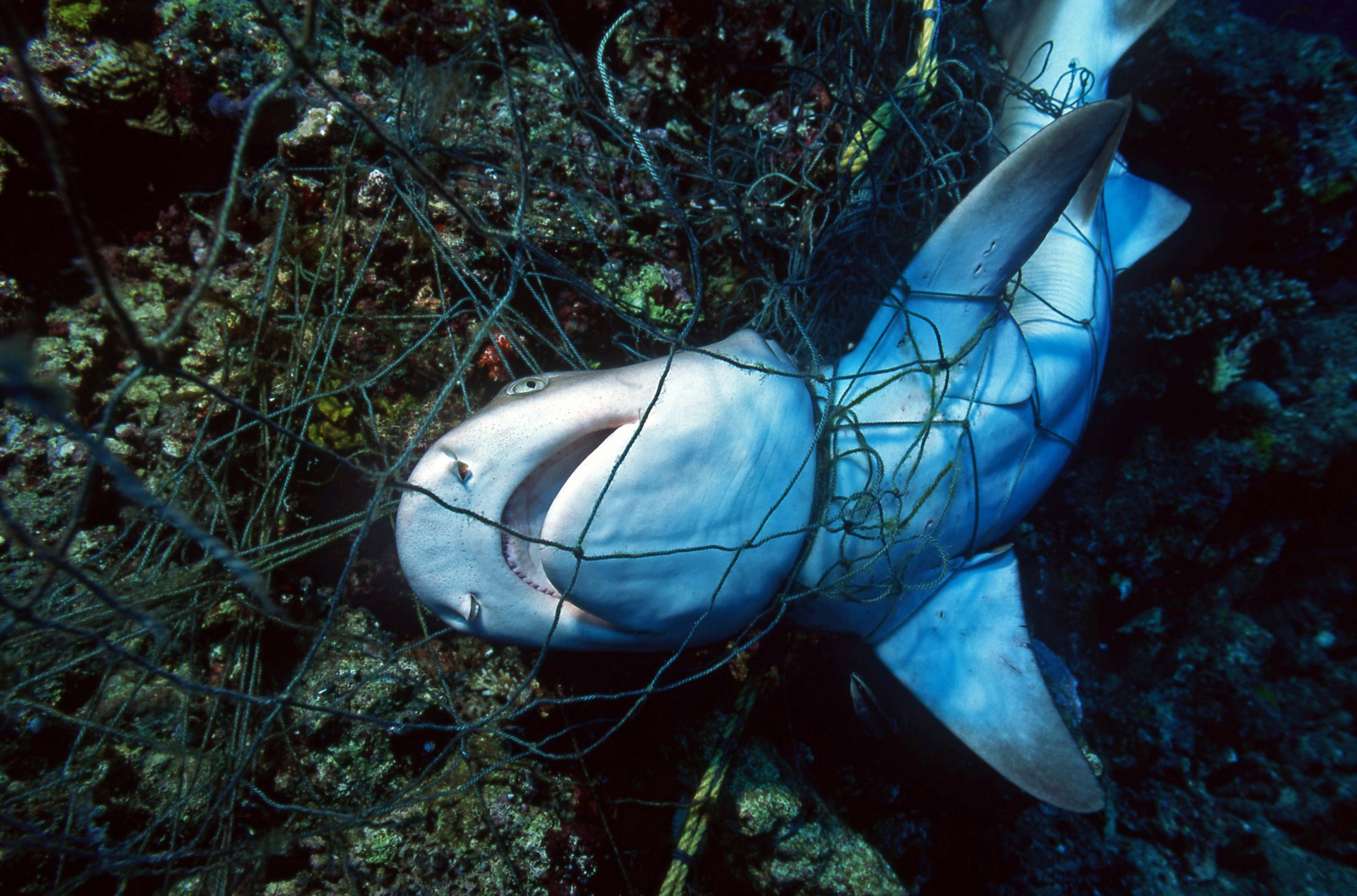 shark tangled in fishing net
