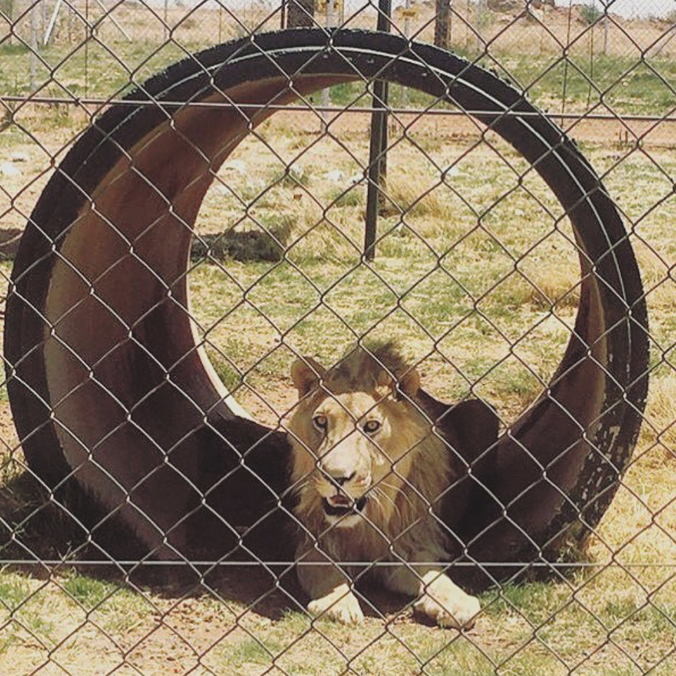lion behind fence