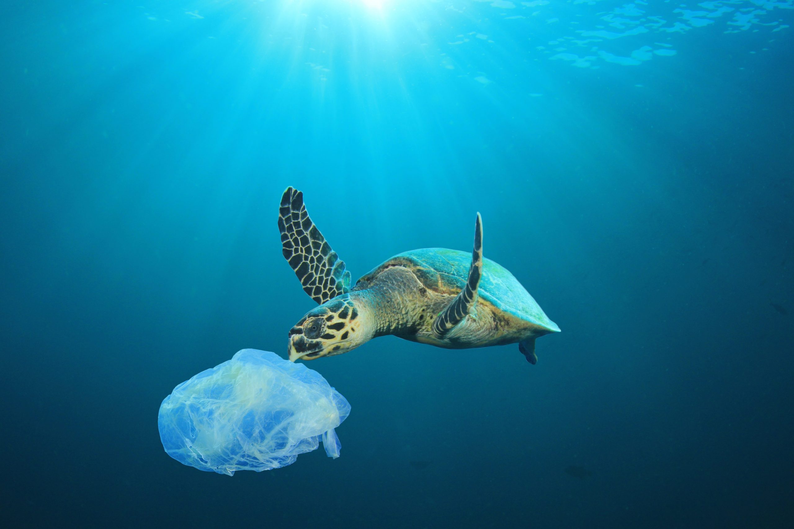 Plastic Bag Turtle