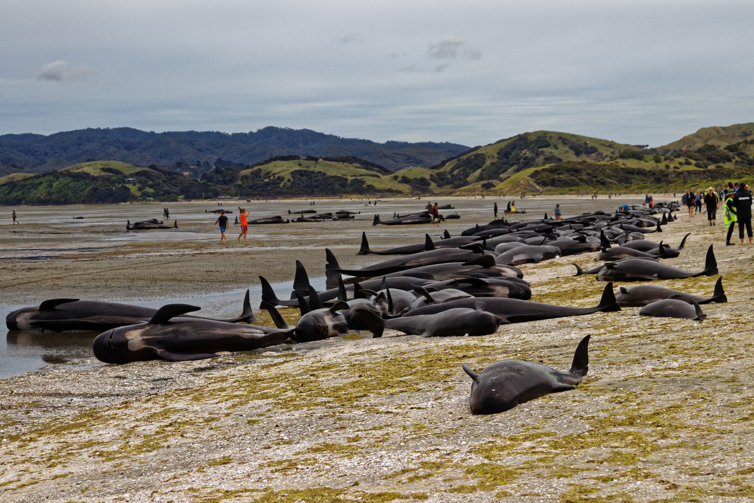 stranded whales