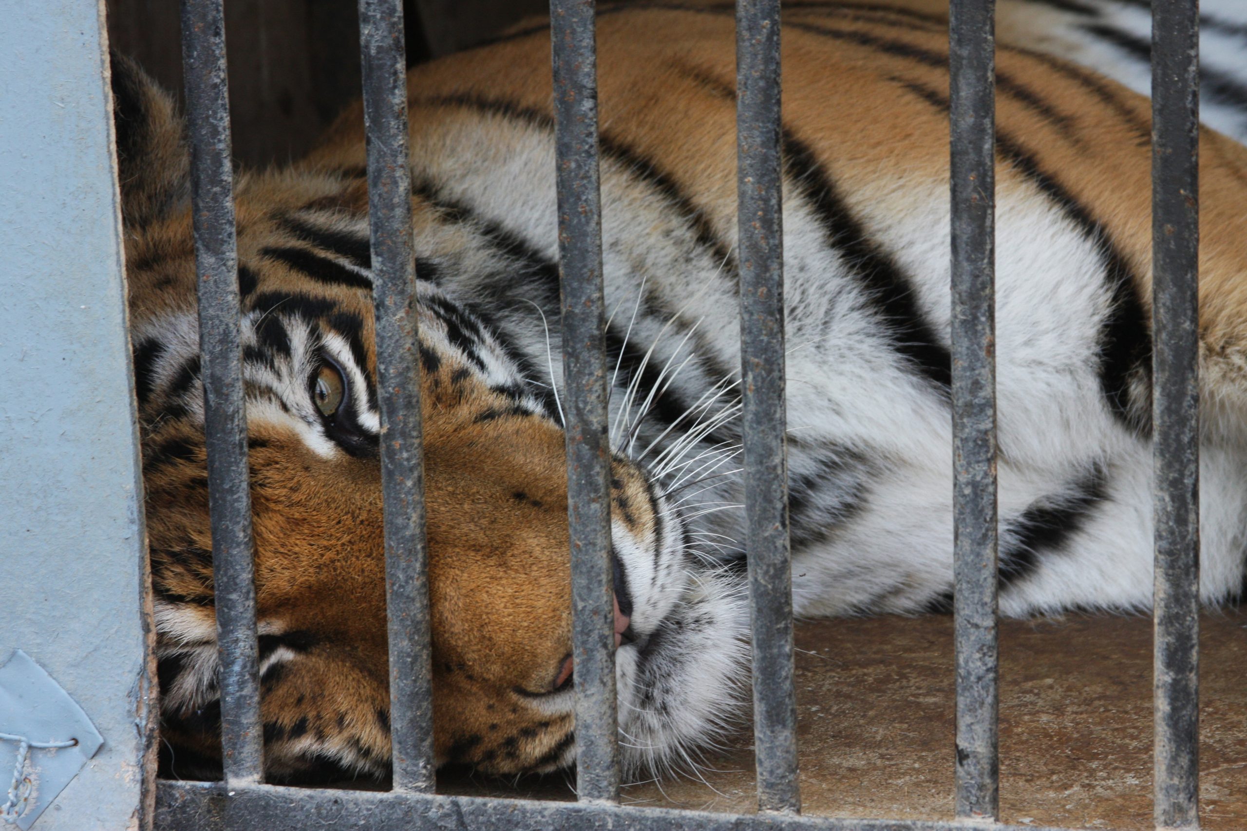 тигр в клетке