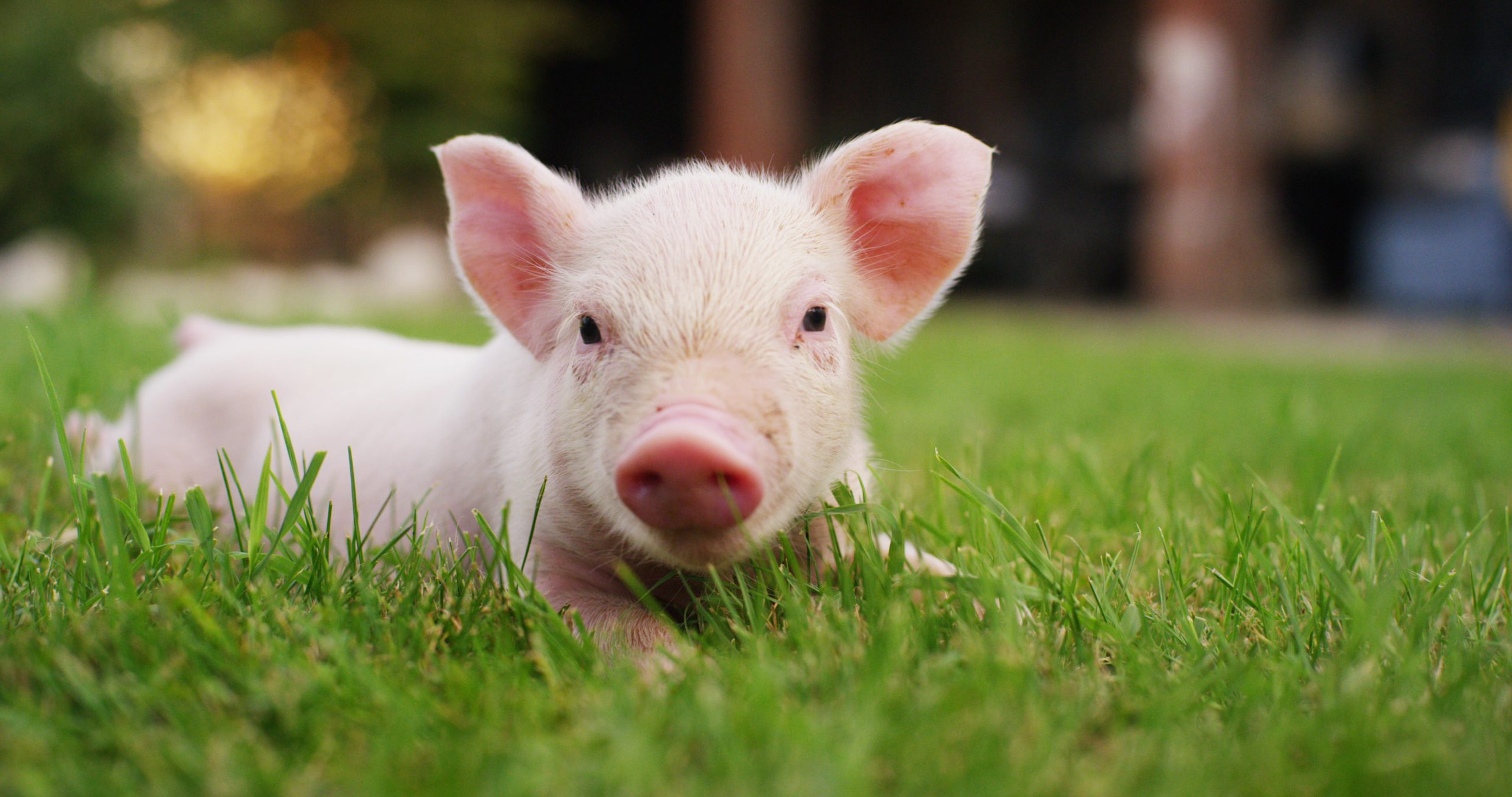 10 Pigs So Cute That You'll Never Look at Bacon the Same ...