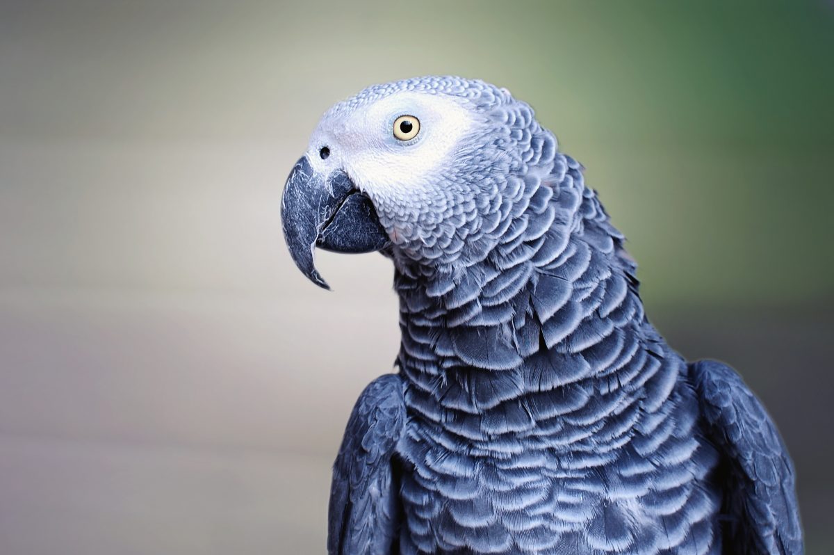 Five Parrots Separated at British Zoo After Swearing at Visitors