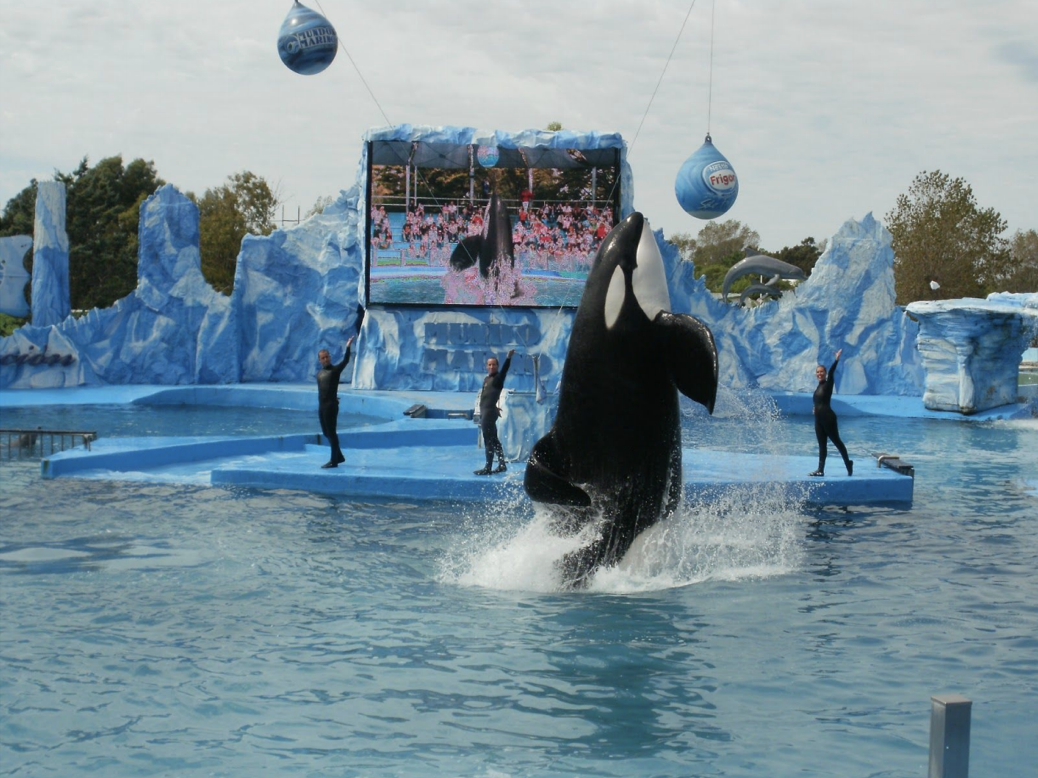 orca performing