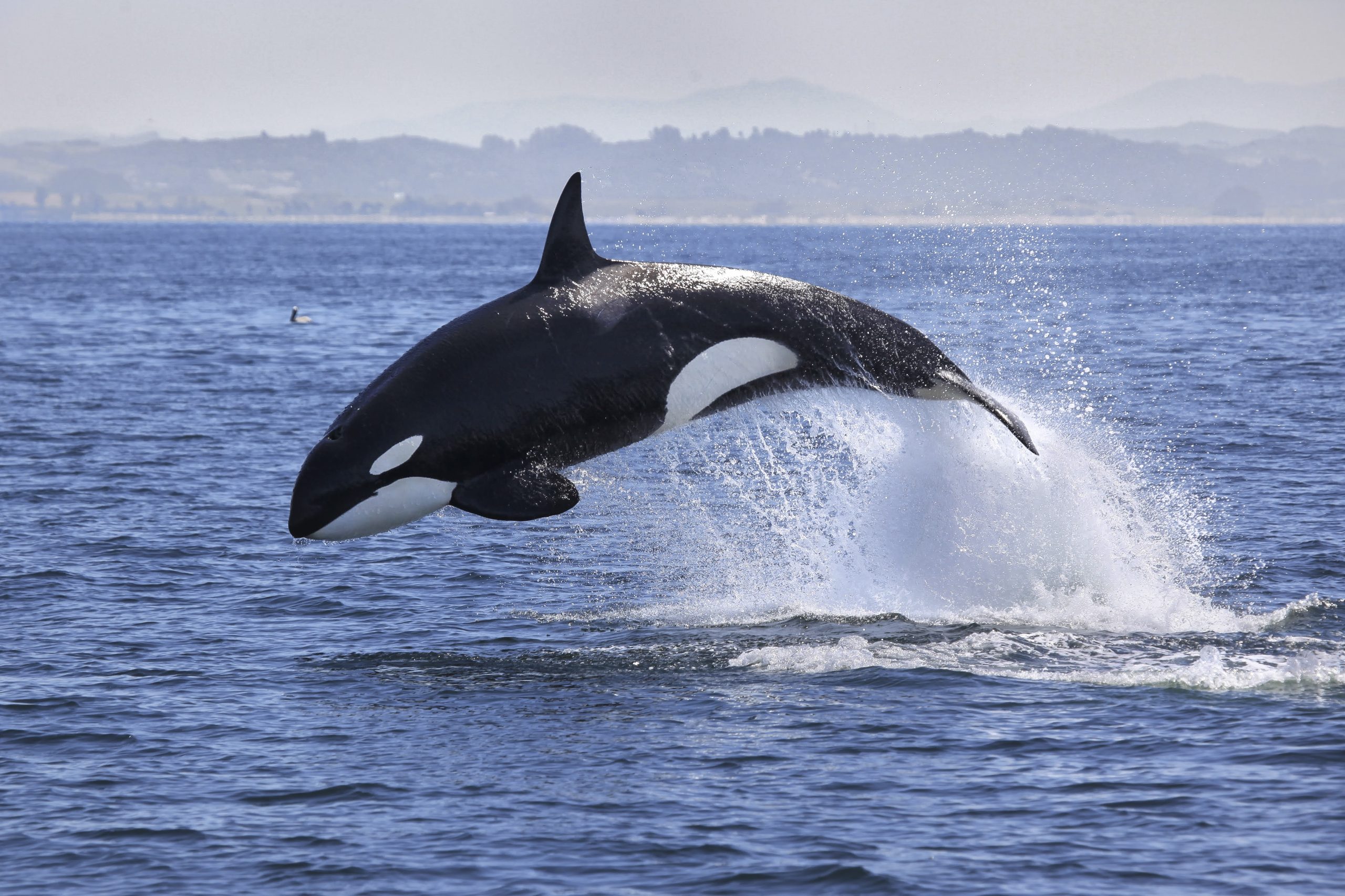 orca swimming