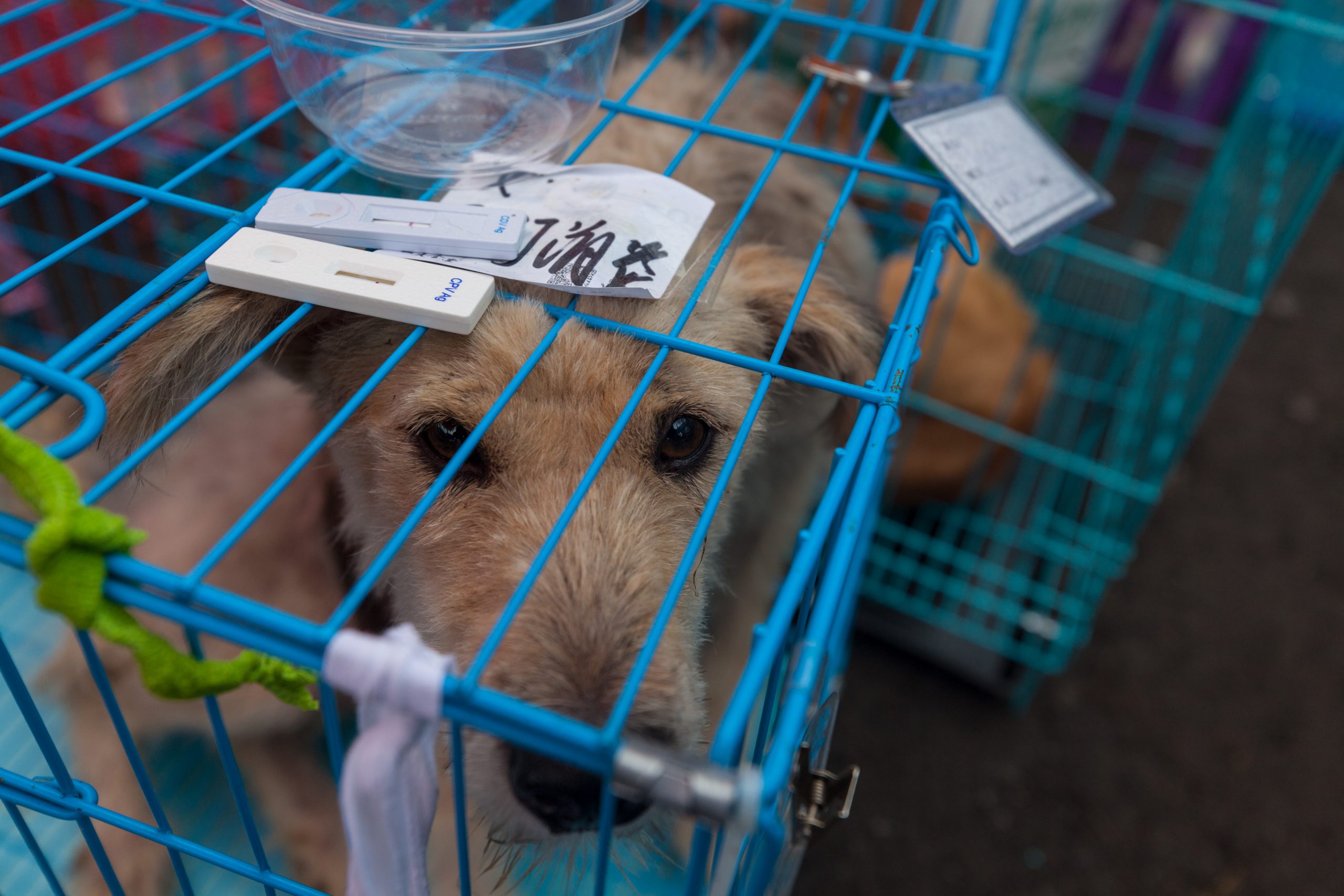 GUANGZHOU, CHINA - JUNE 22. 2017 - Volunteer veterinarians treat sick and wounded dogs rescued from a truck heading towards the Yulin Dog Meat Festival in the improvised shelter.