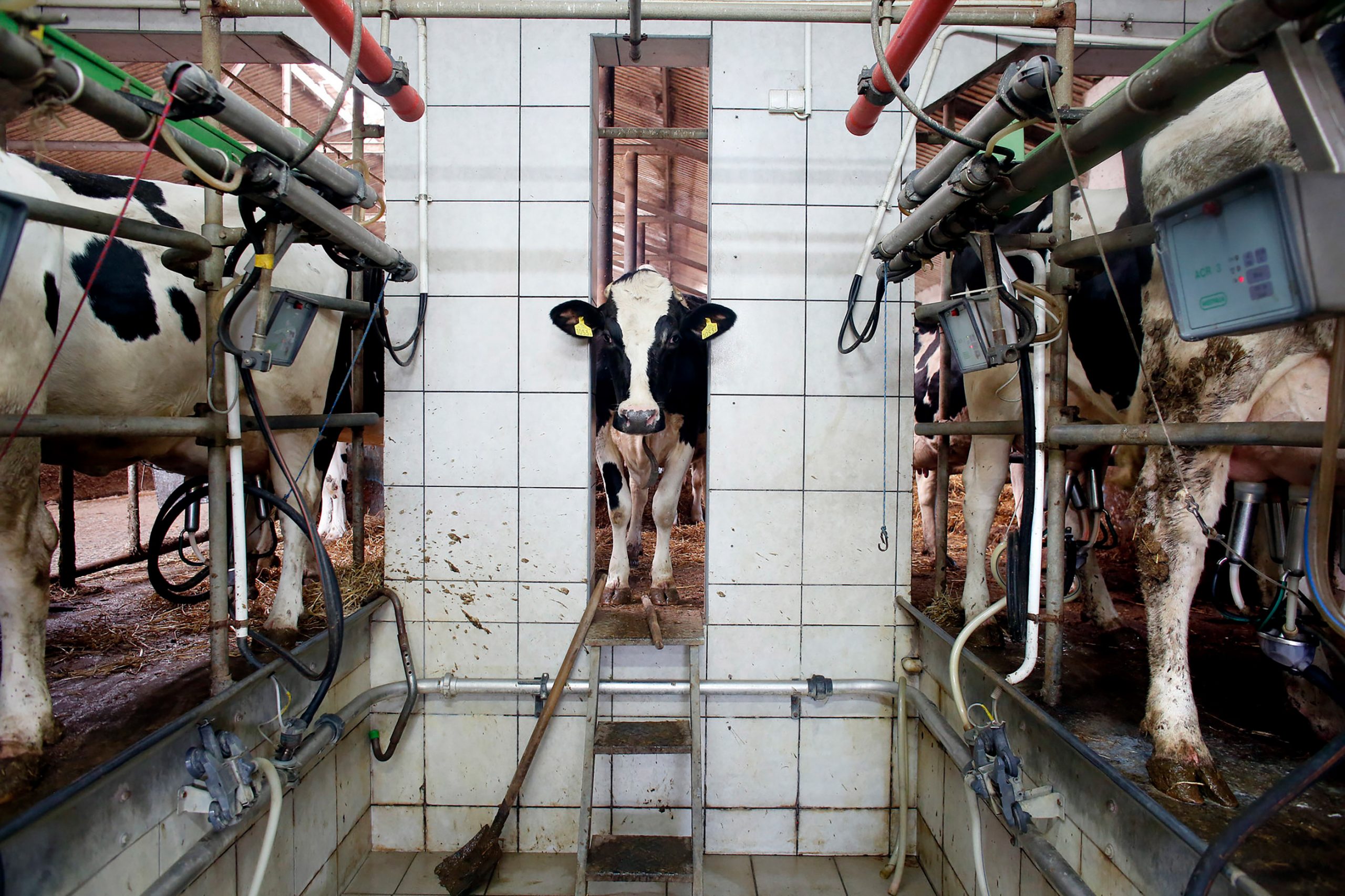cow at a dairy farm in Poland