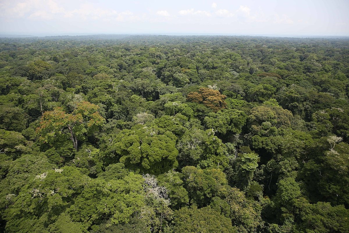 Ituri rainforest in the Democratic Republic of the Congo